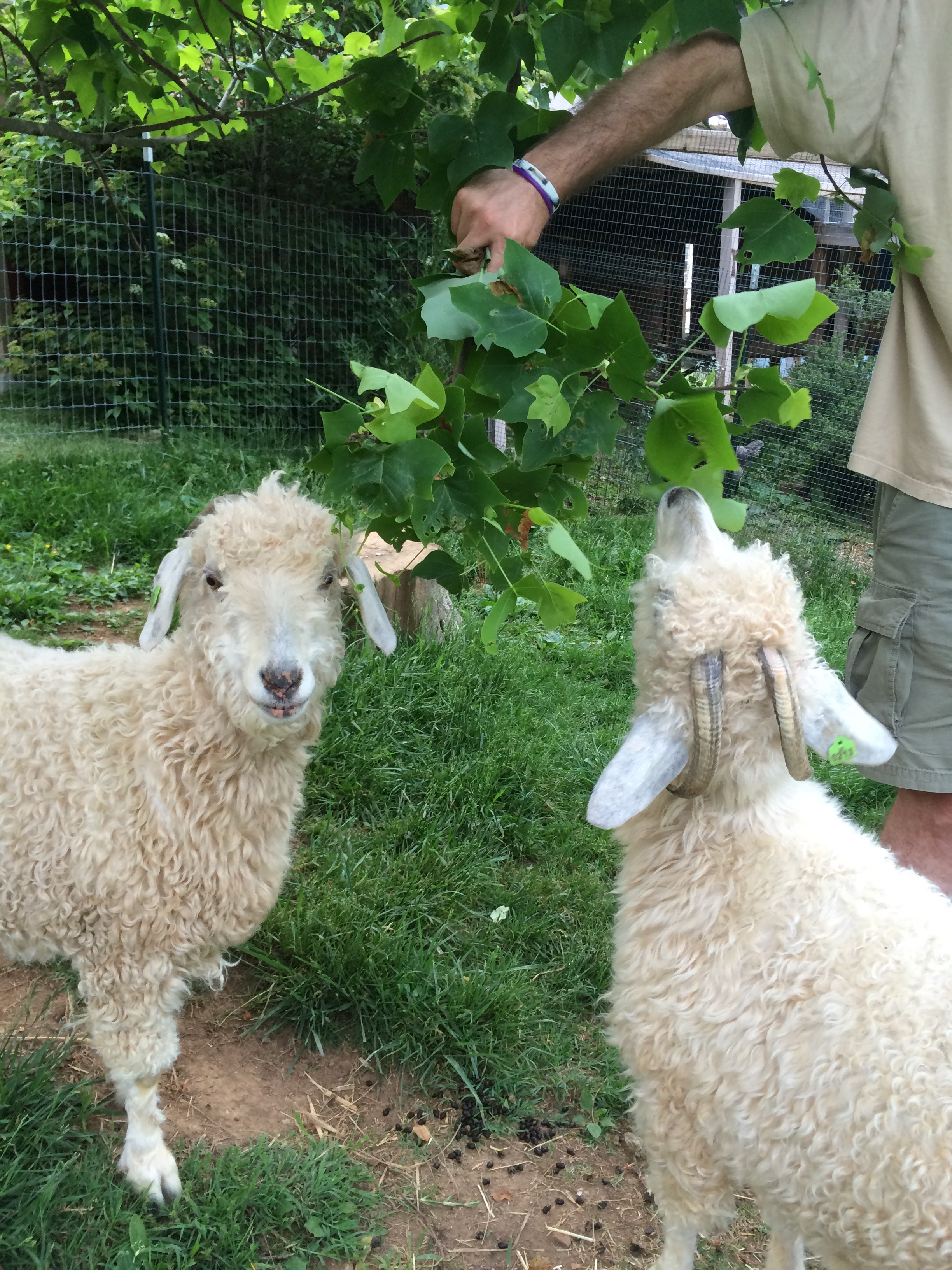 Poplar Leaves! YUM!!