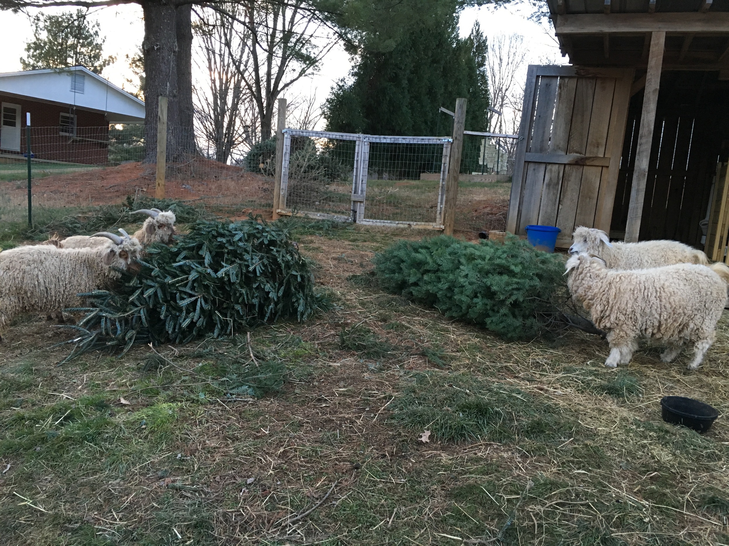 Christmas Tree Treats!