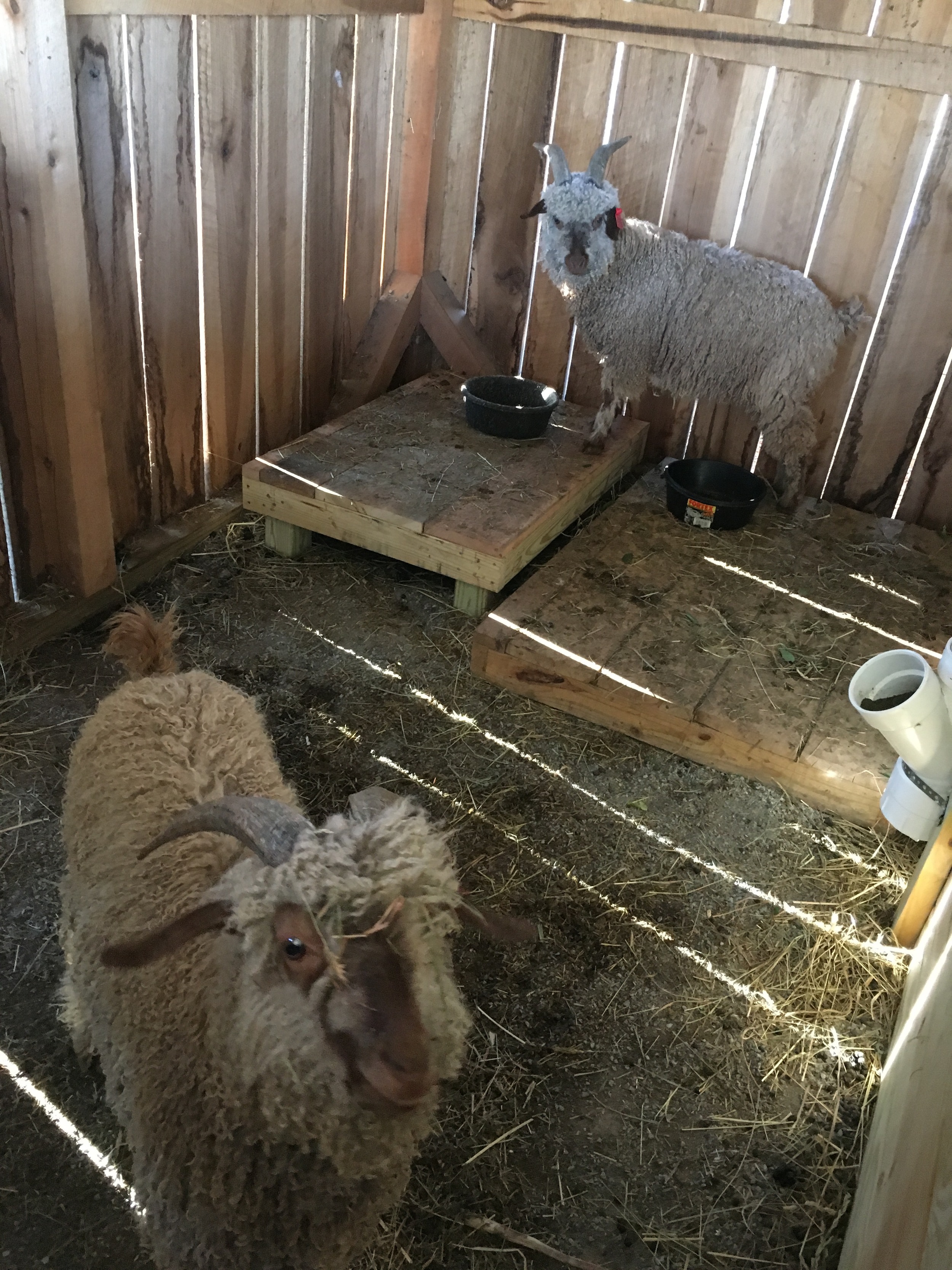 Checking out their new barn