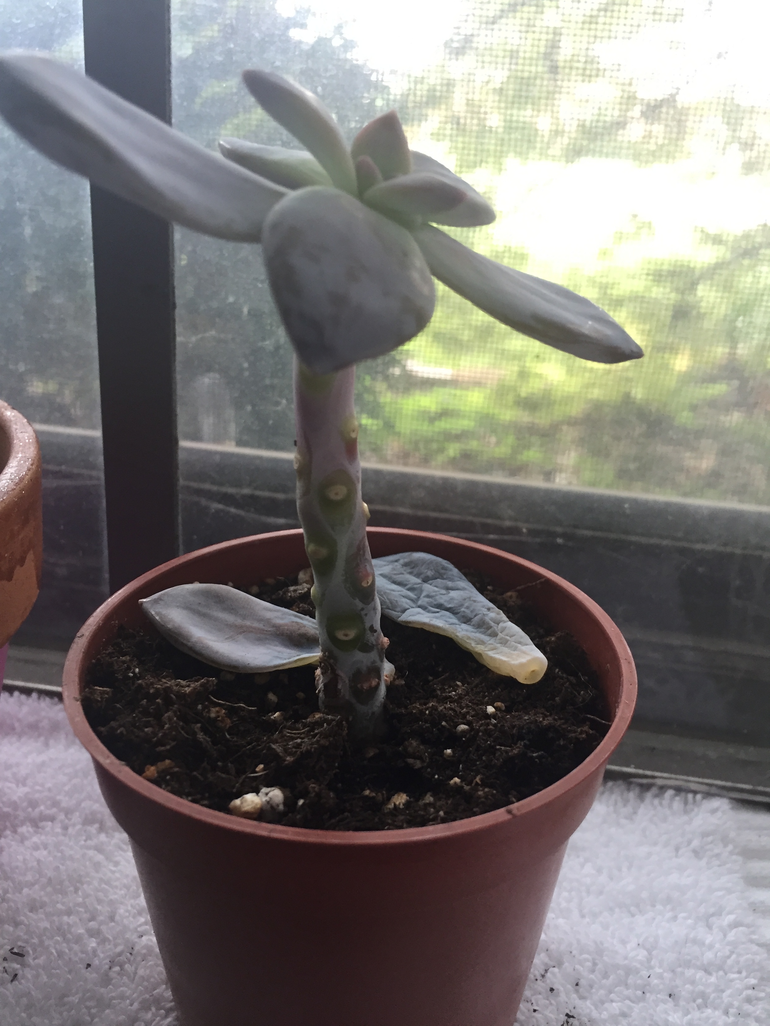 sad little succy- but lots of potential! 