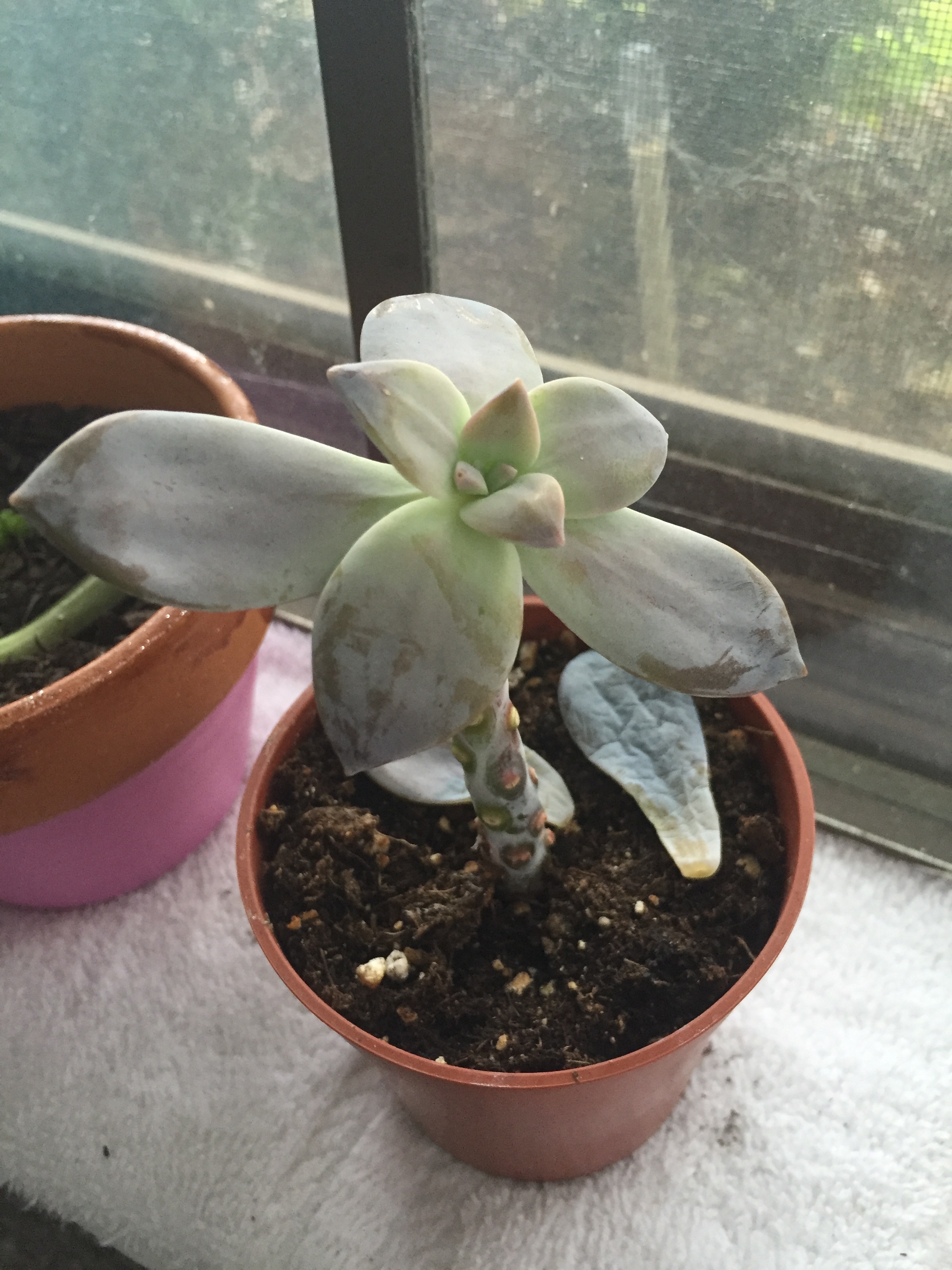 top view. I loved the colors of the stem and top leaves and I can't wait to see how it looks when it's healthy again. 