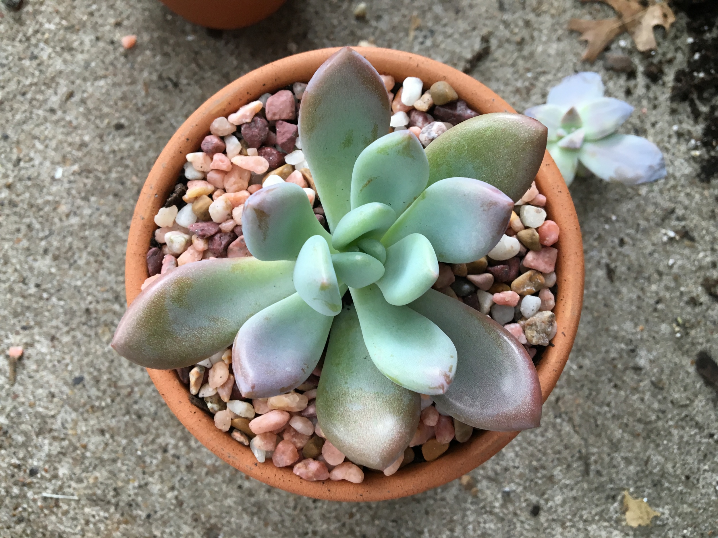 replanted and looking gorgeous in her new home! 
