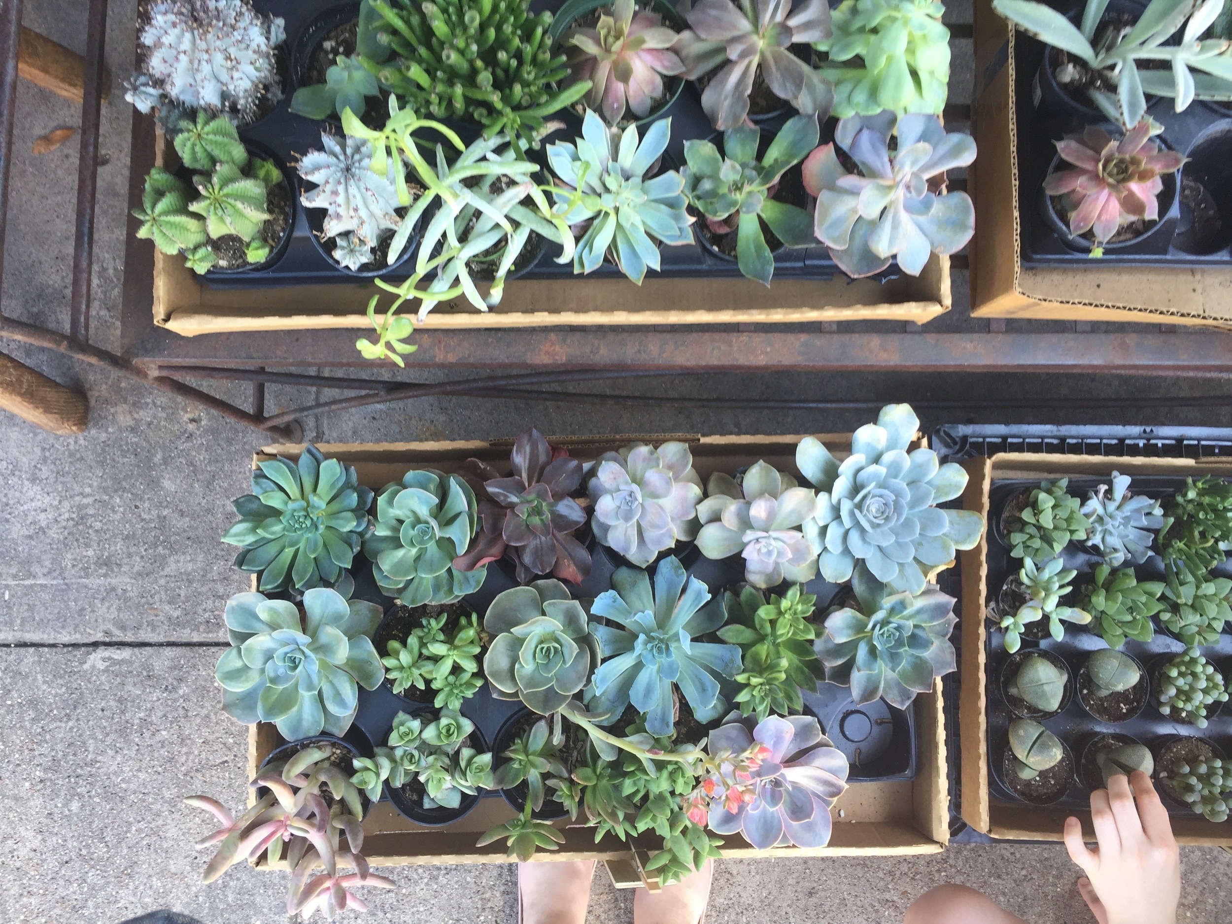 here's a photo of some of the succulents at corner market...I took this pic a few months back...if I knew then what I know now, I would've bought some of these! 