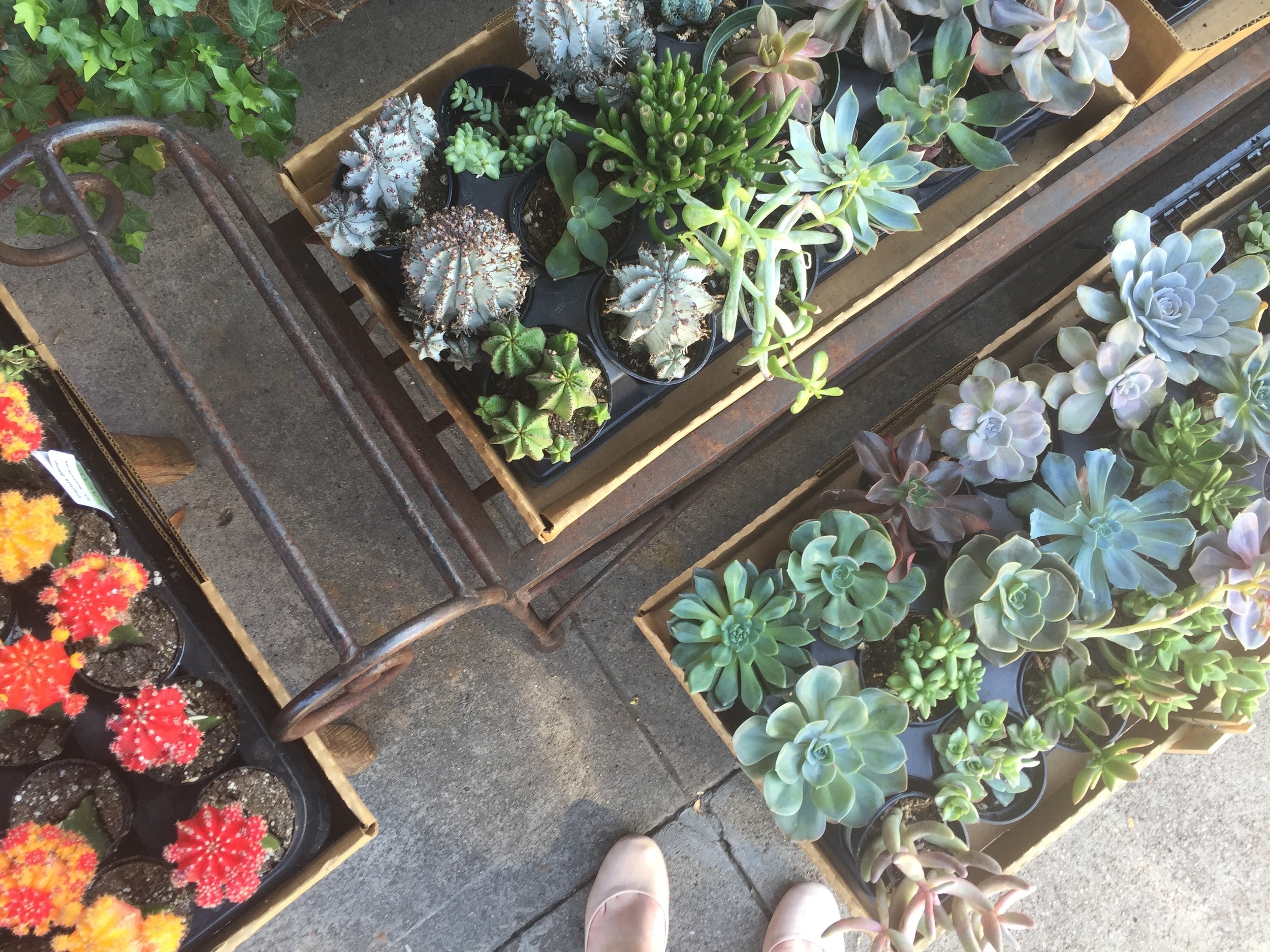 here you can see some little cacti next to the succys. 