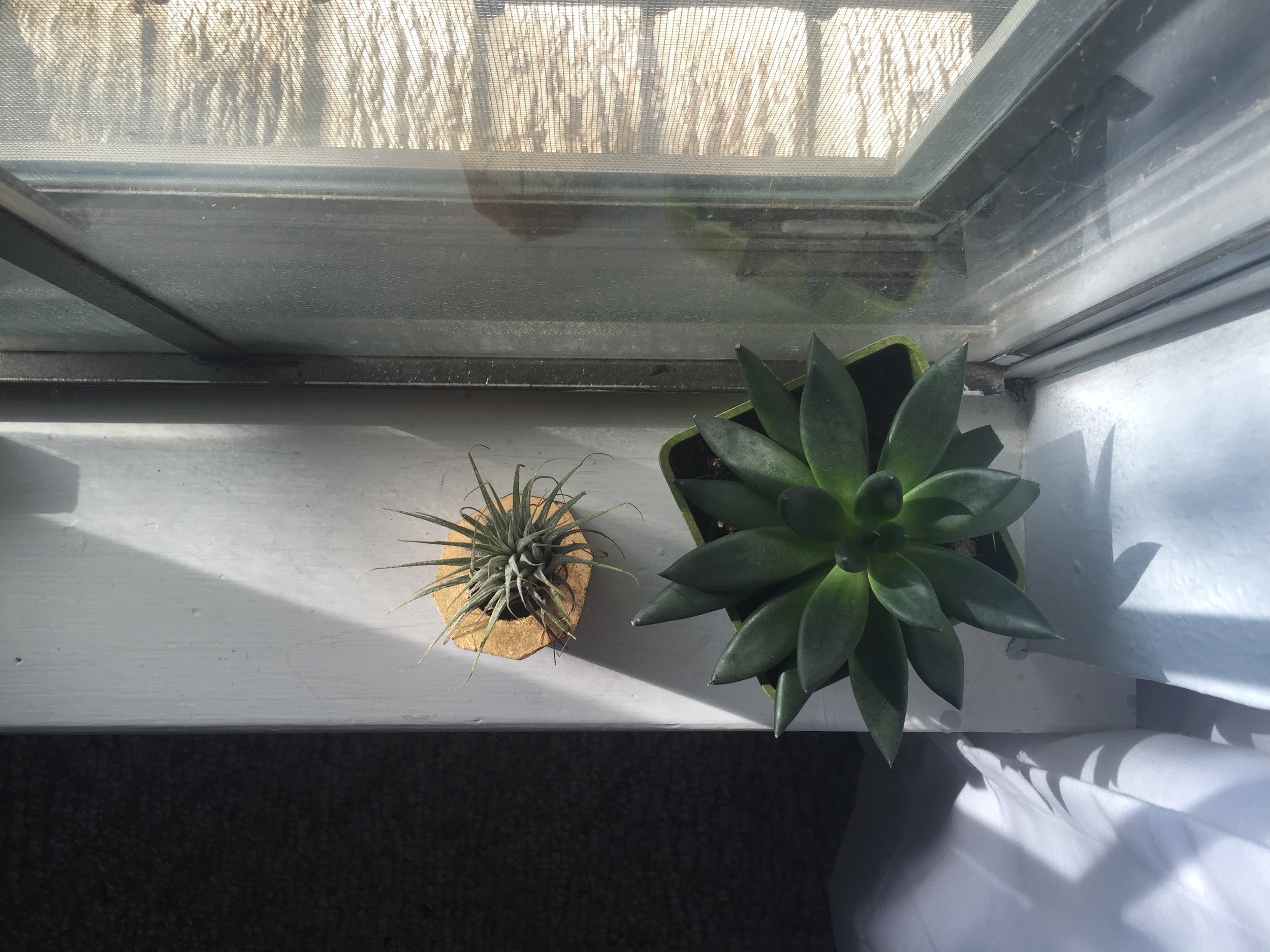 here's the succulent on the right and my little airplant next to it. 