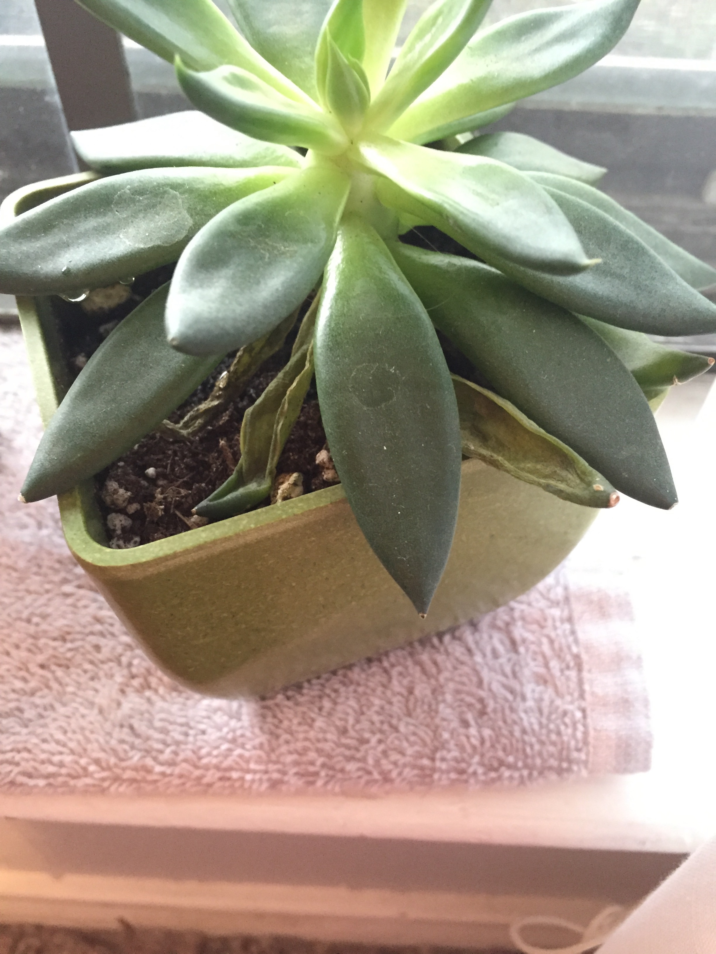 proof of my overwatering tendencies- shriveled up leaves :( 