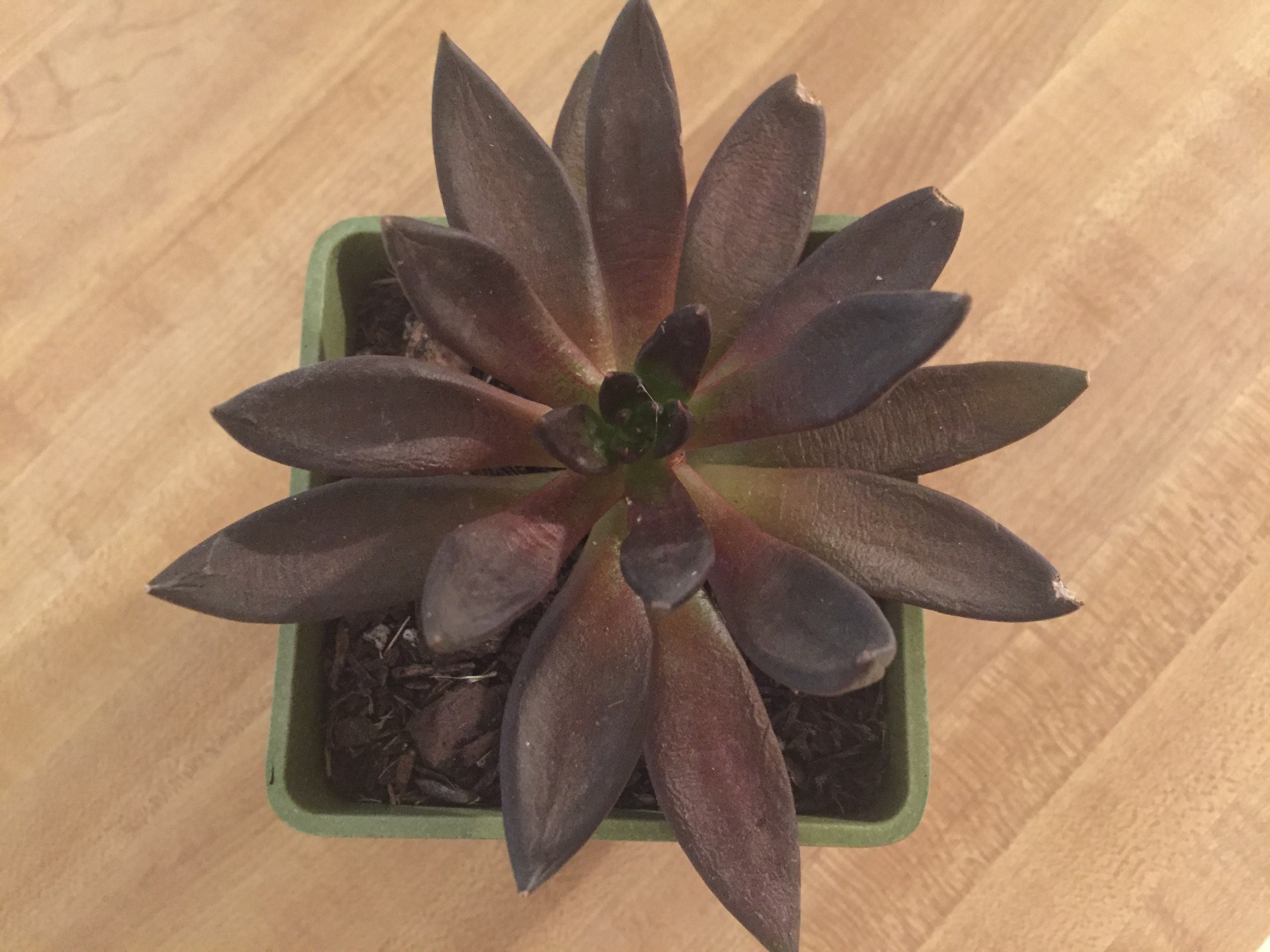 my black knight! although I did some googling recently and came across the aeonium poldark and I'm wondering if that's actually what I have...