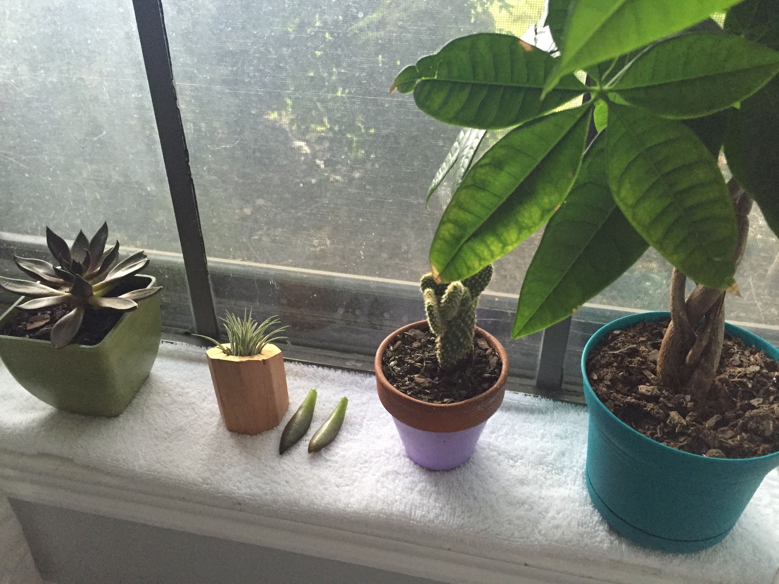 there's my black knight on the left and you can see my little propping leaves in-between the airplant and cactus. 