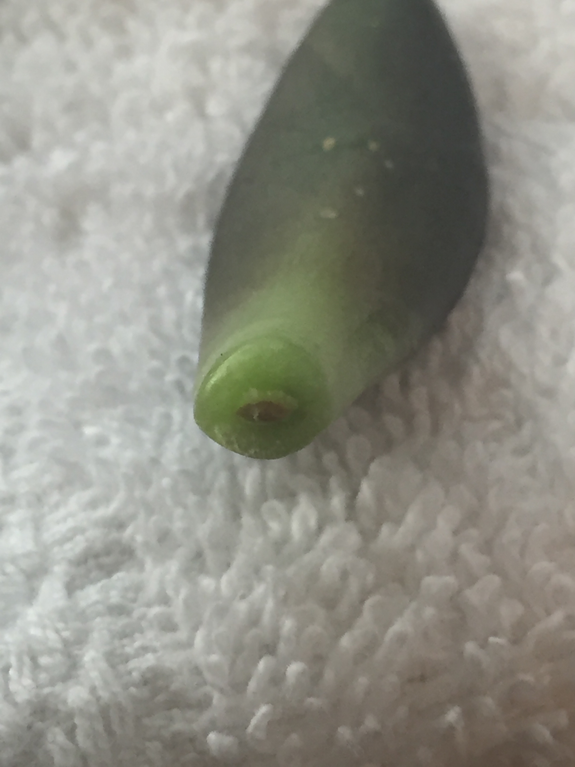 tiny tiny sprouts starting