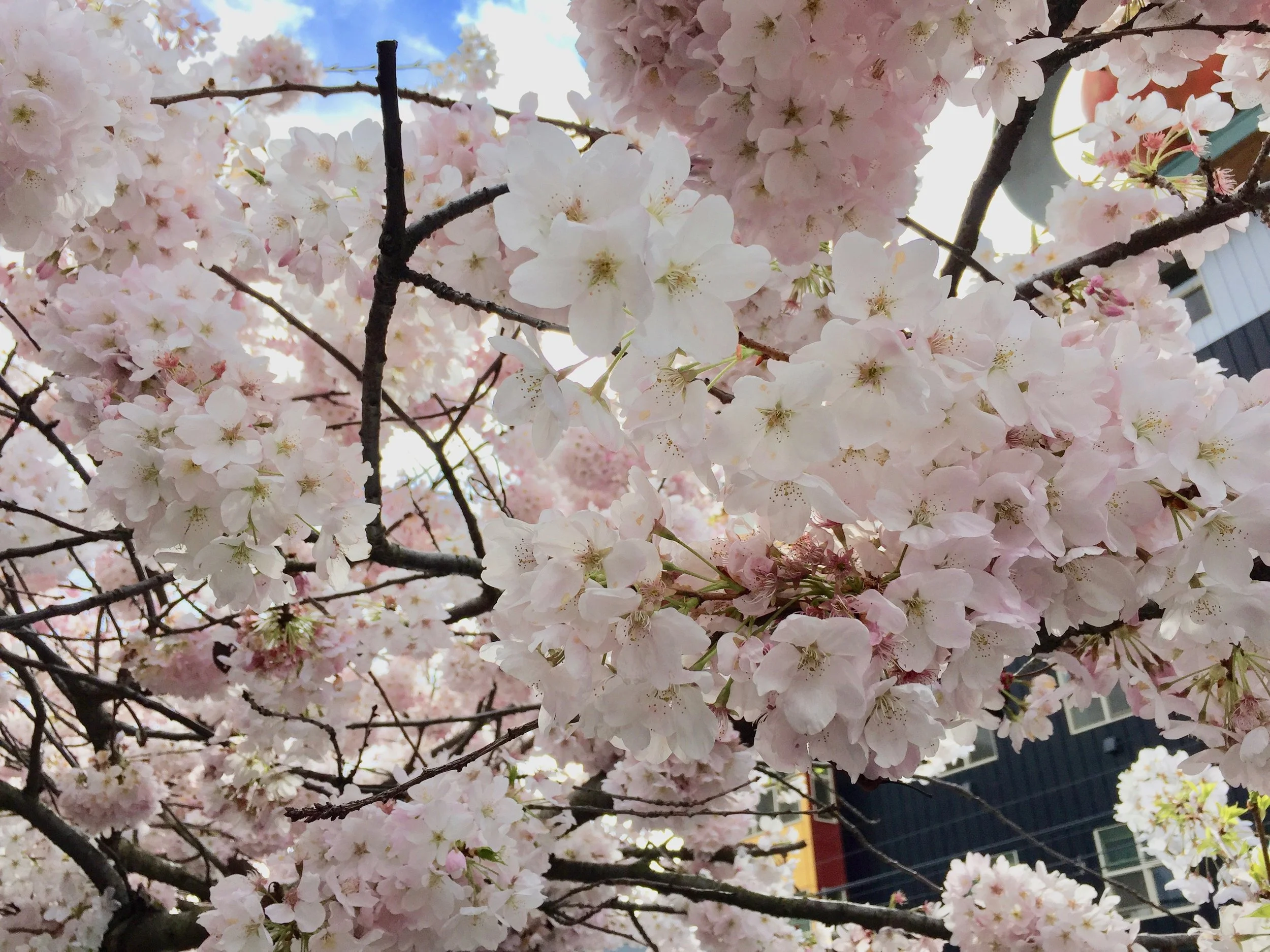 the cherry blossoms were in full bloom everywhere and i couldn't help but take tons of pics of them!