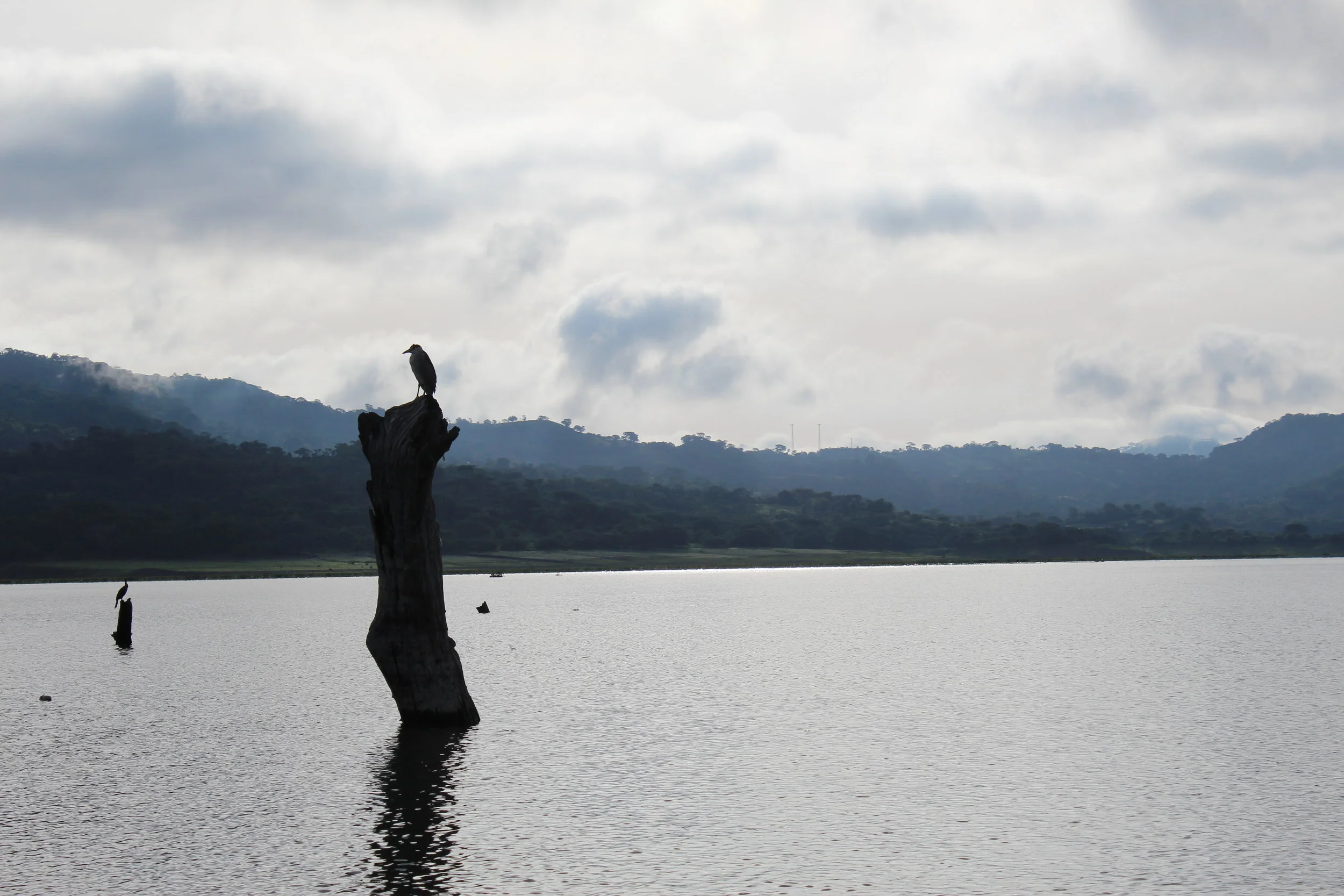 Birds waiting on a lake