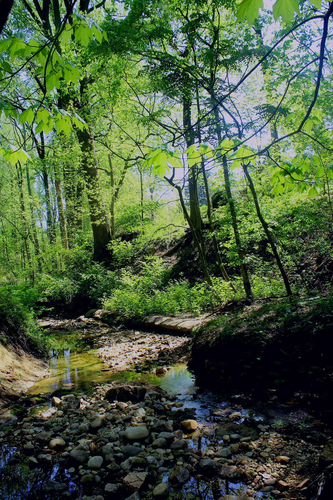 Enchanted Forest