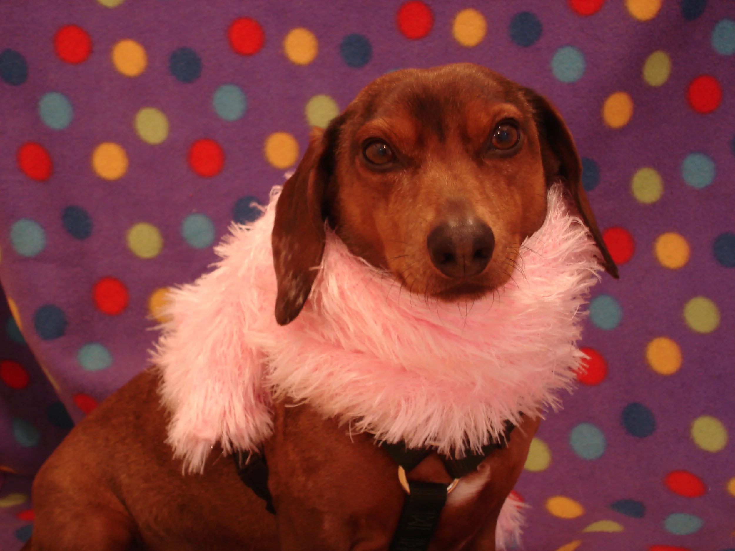 I coulda, shoulda, woulda been a diva