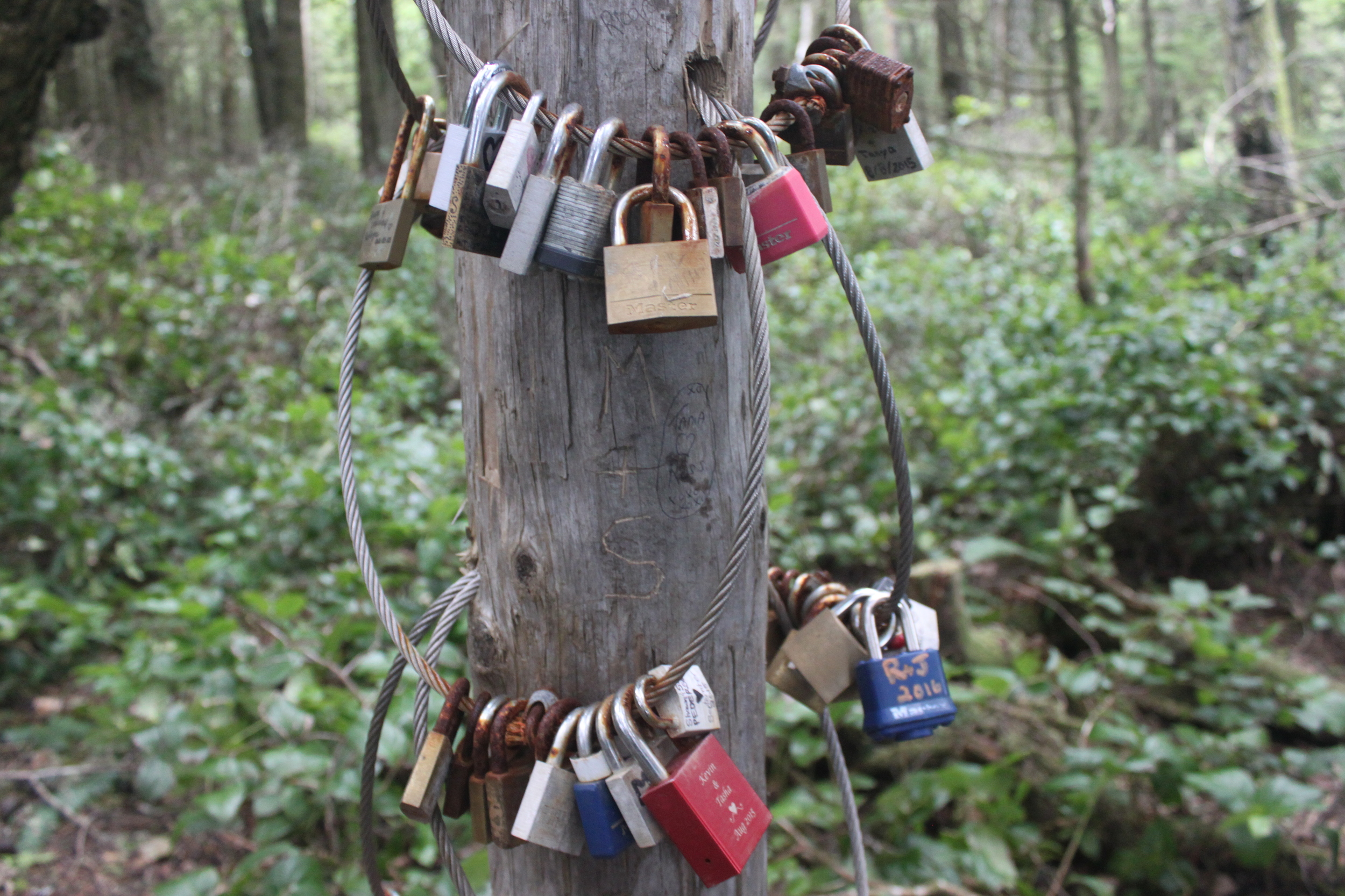 Locks of Love on the Wild Pacific Trail