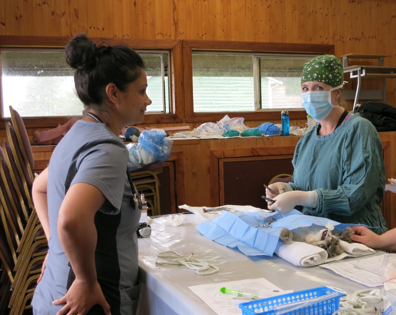Cat spay with a veterinary student looking on