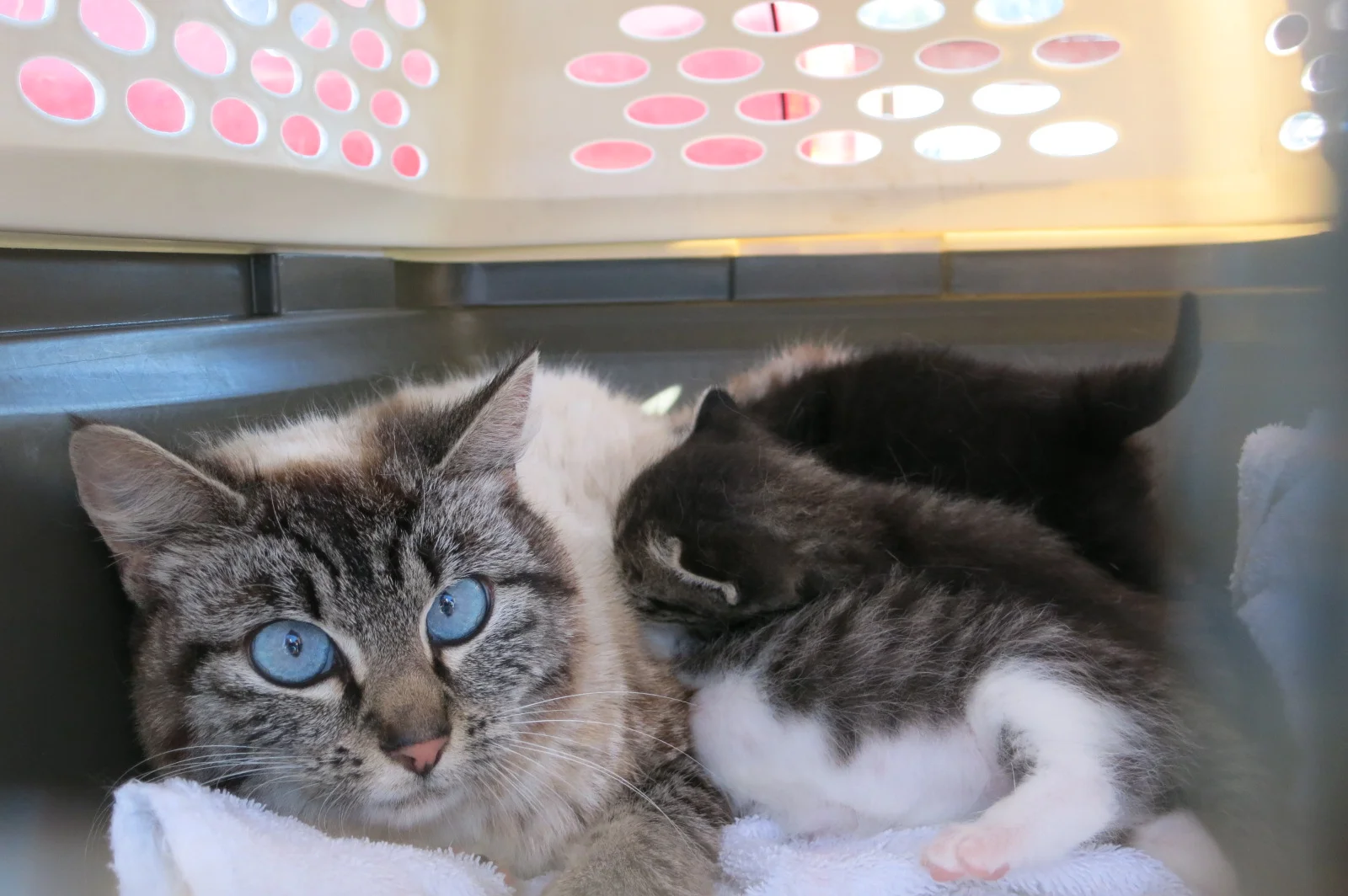 Stunning mama cat with her kittens. She was spayed and quickly reunited with her little fuzzy bundles