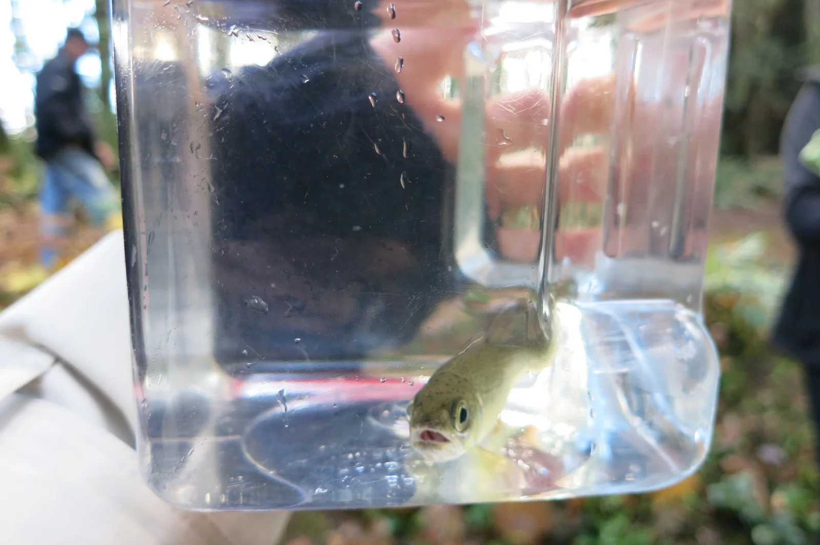 Adopt a fish!