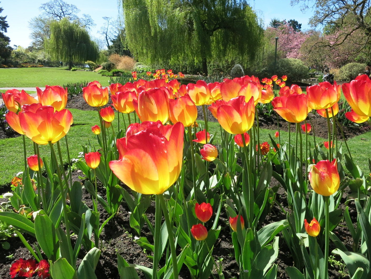 Tulips at Beacon Hill Park