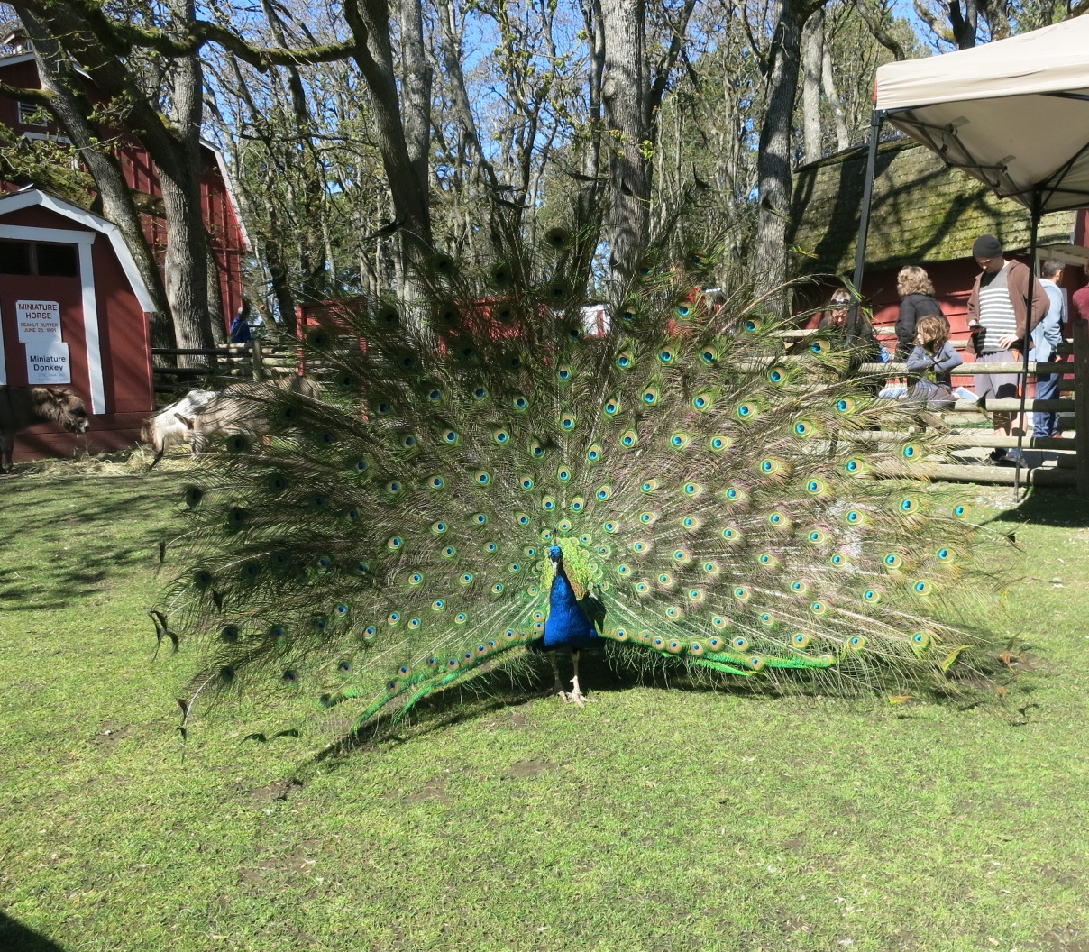 Stunning male peacock displaying his feathers