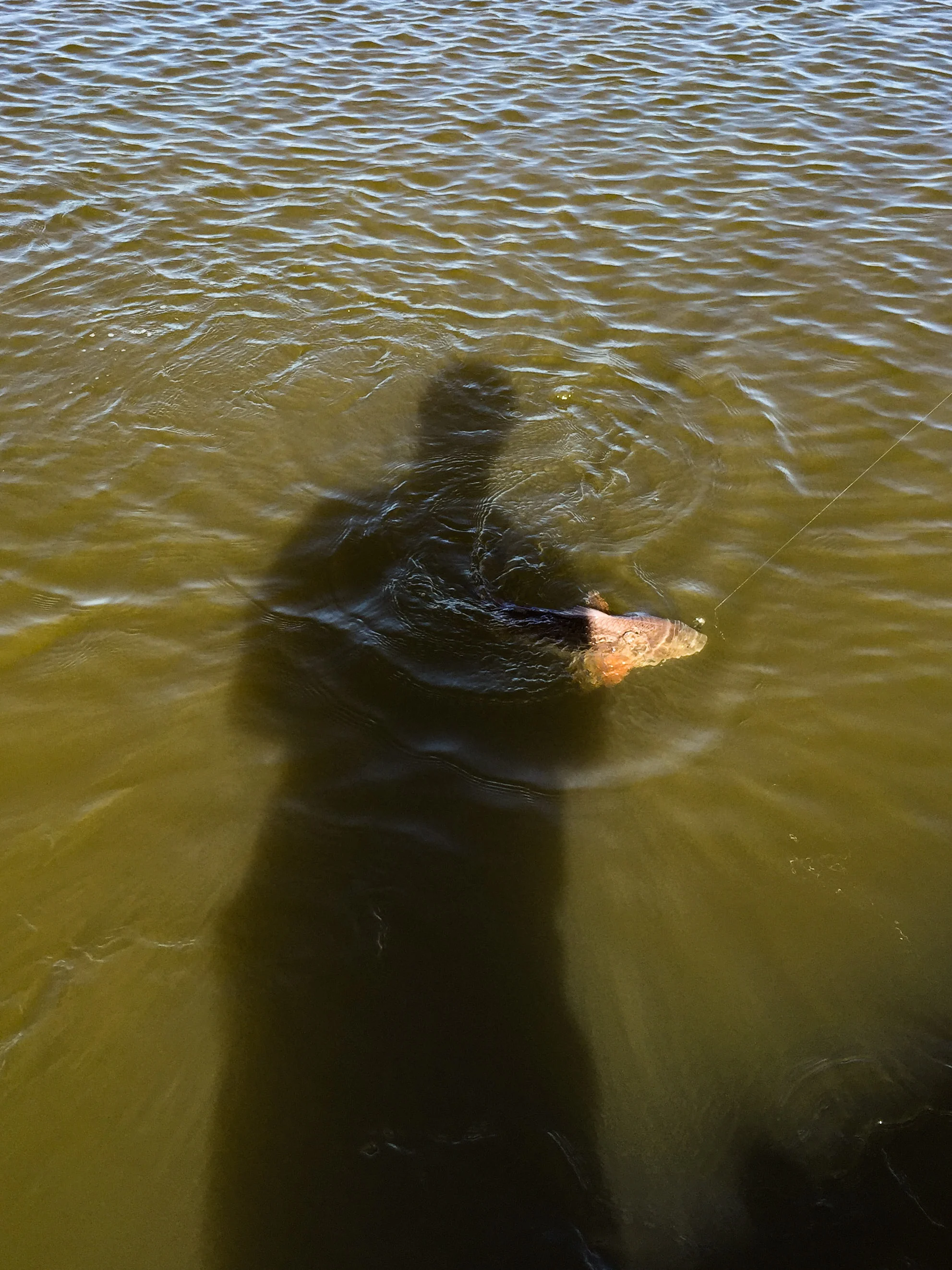 Redfish No. 2 was crawling in a flat.