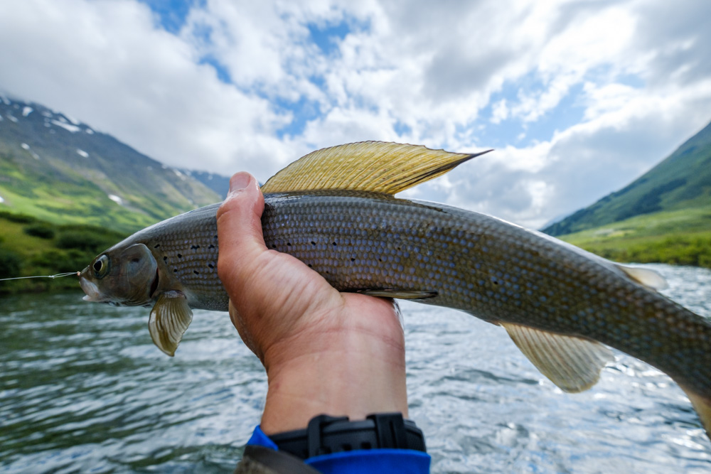Arctic Grayling - my new favorite fish. Hungry little fellas that fight pretty well, got up to about 18" which is pretty big for this species.