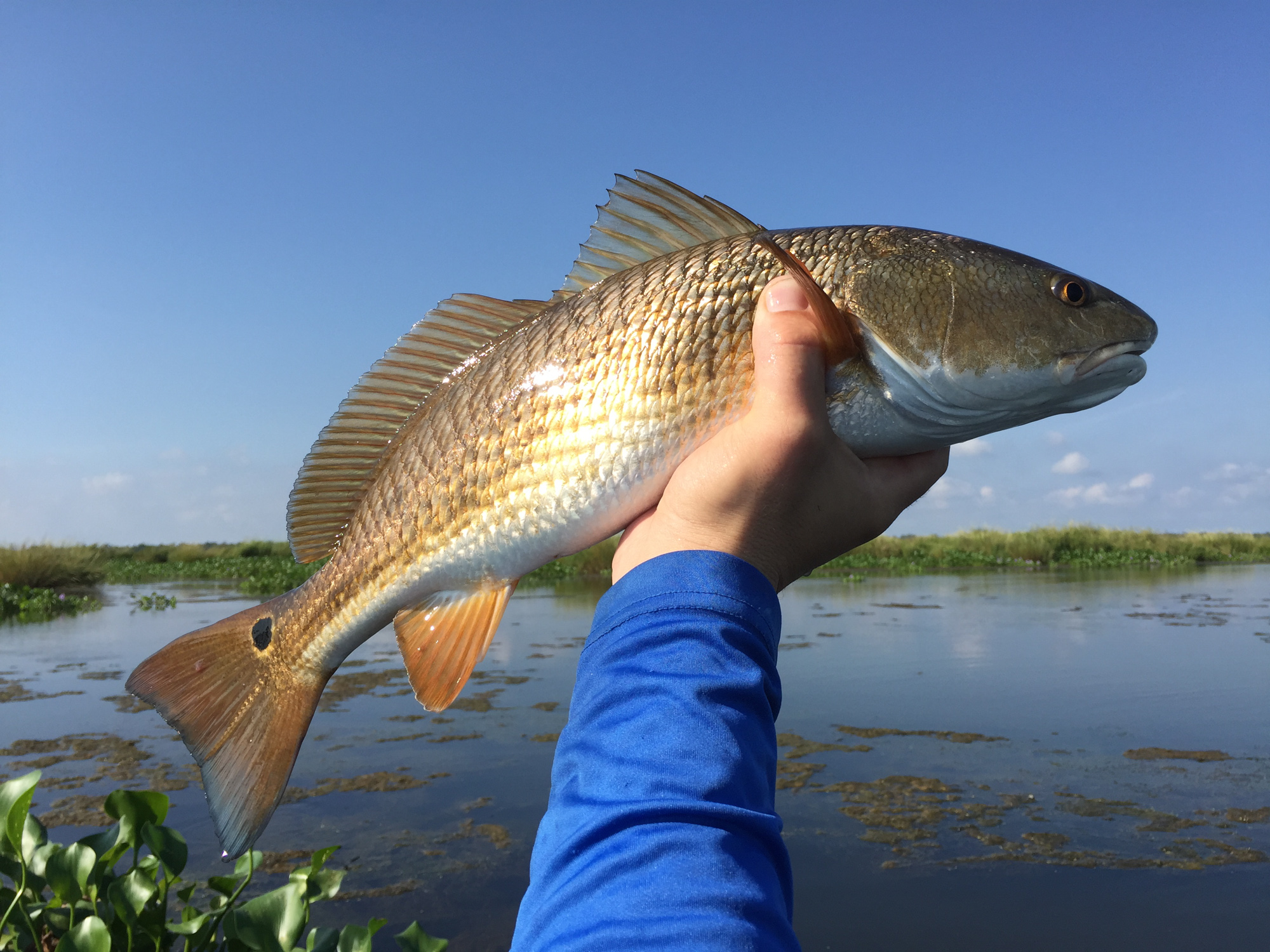 Redfish in the Louisiana marsh, Scott Myers Photography