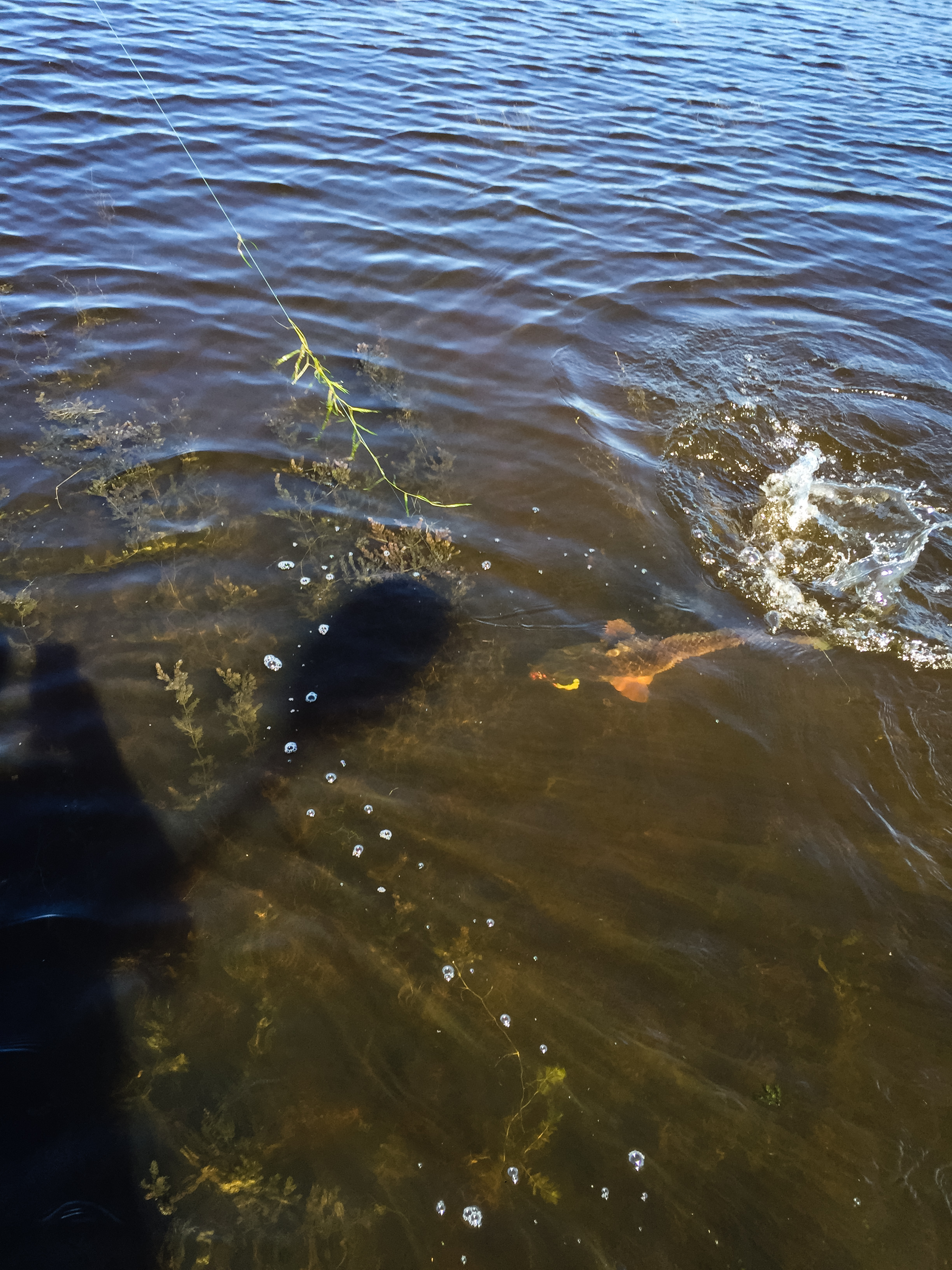Good water clarity, a surprise after the wind and rain in the previous days!