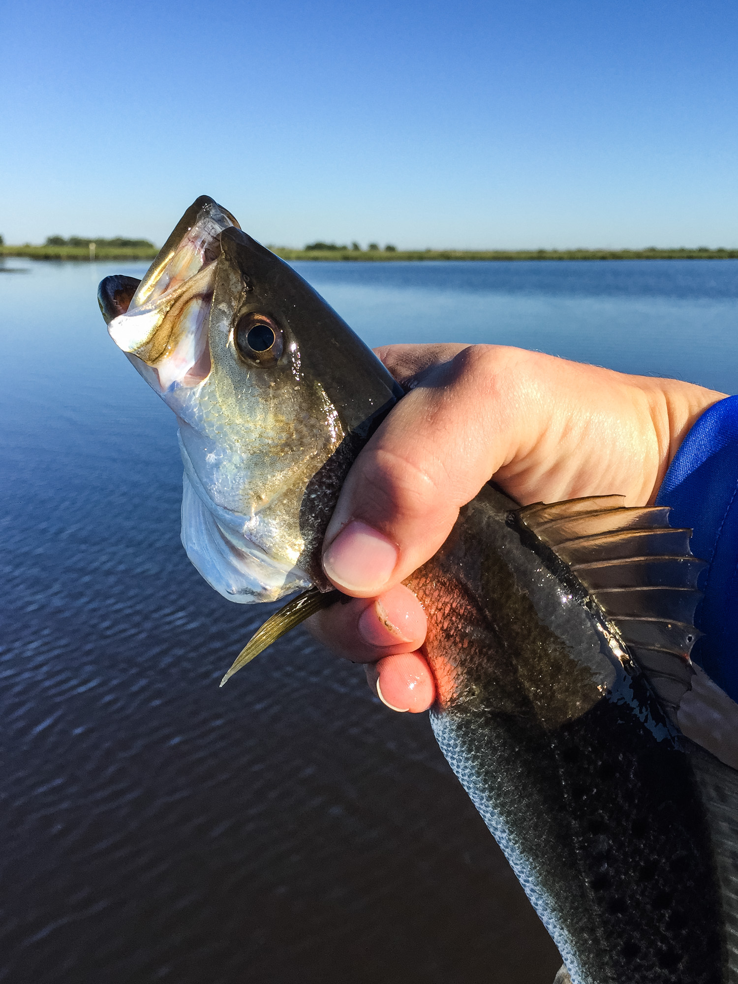 The ol' loner marsh trout