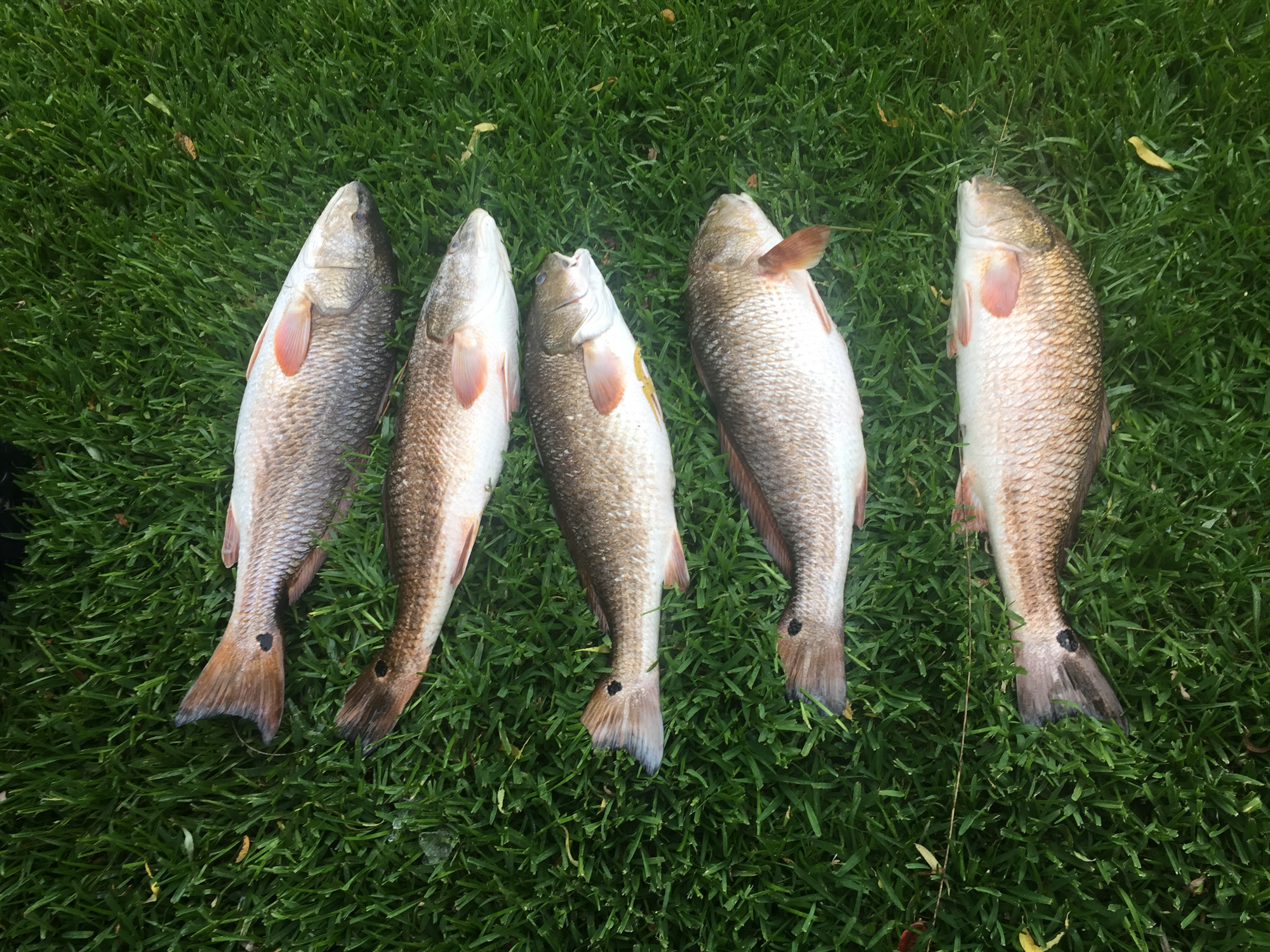 Some of the winning fish