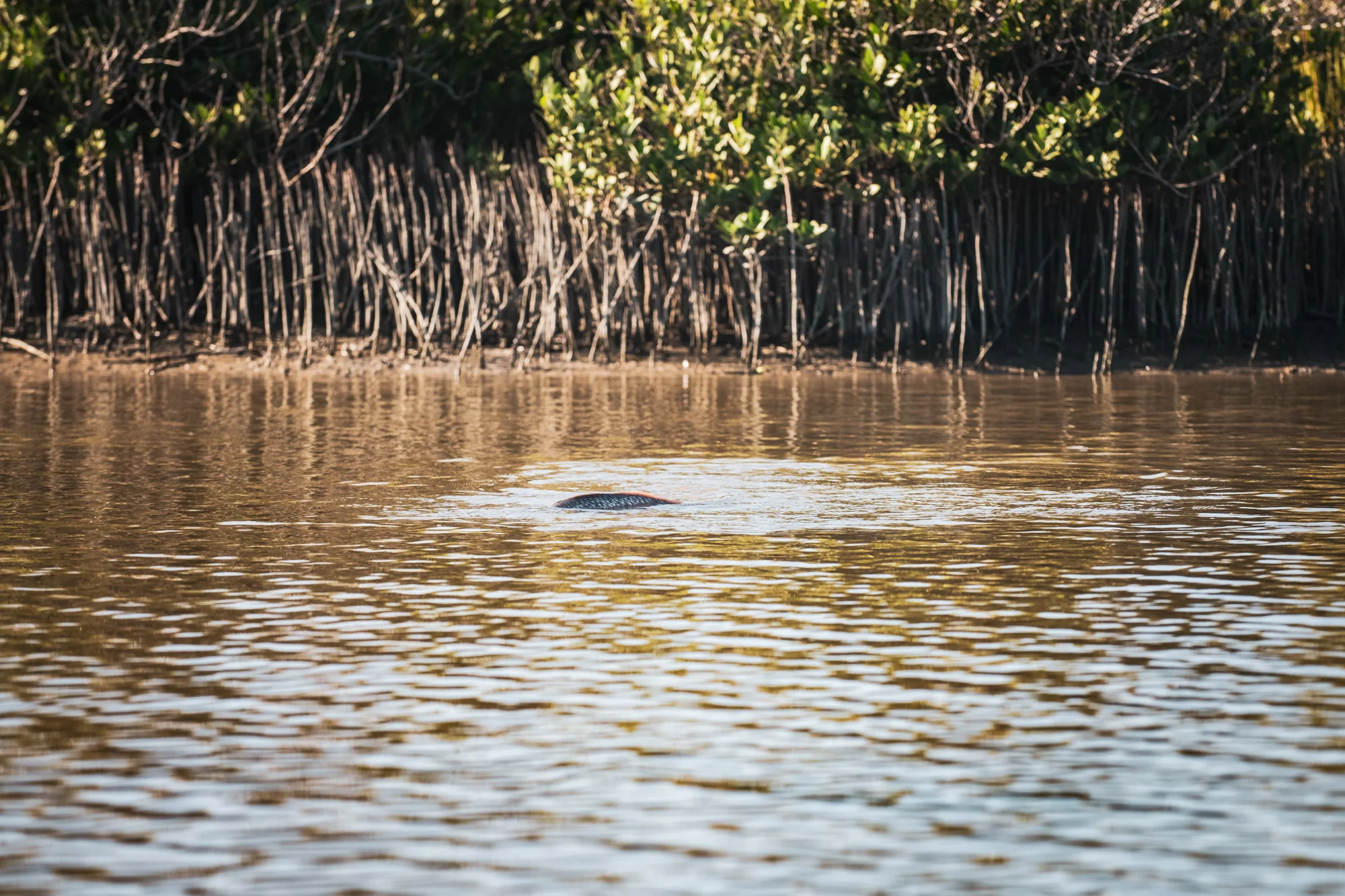 Redfish chasing shrimp around the shallow water, showing its back.
