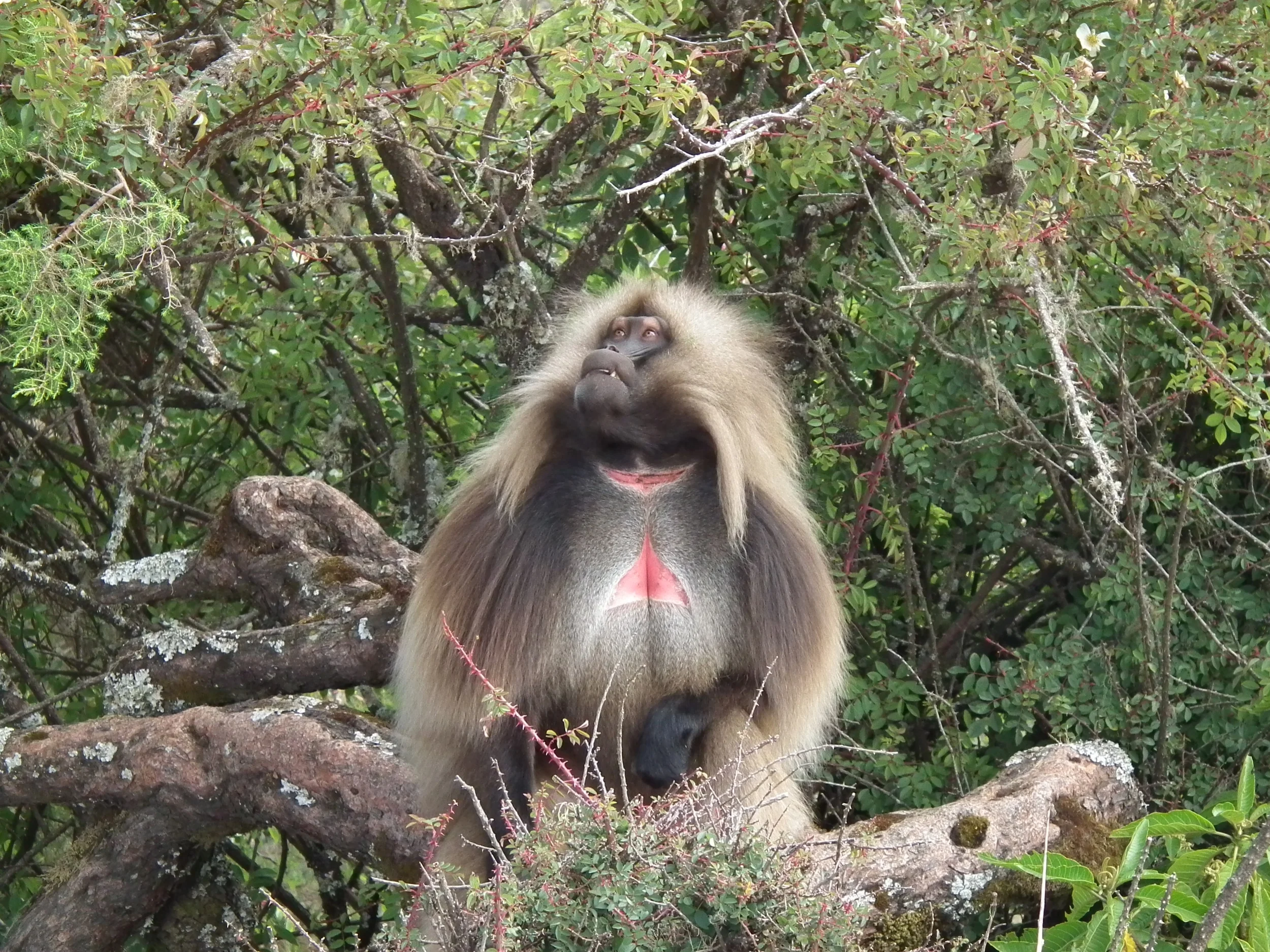 Bleeding heart baboon