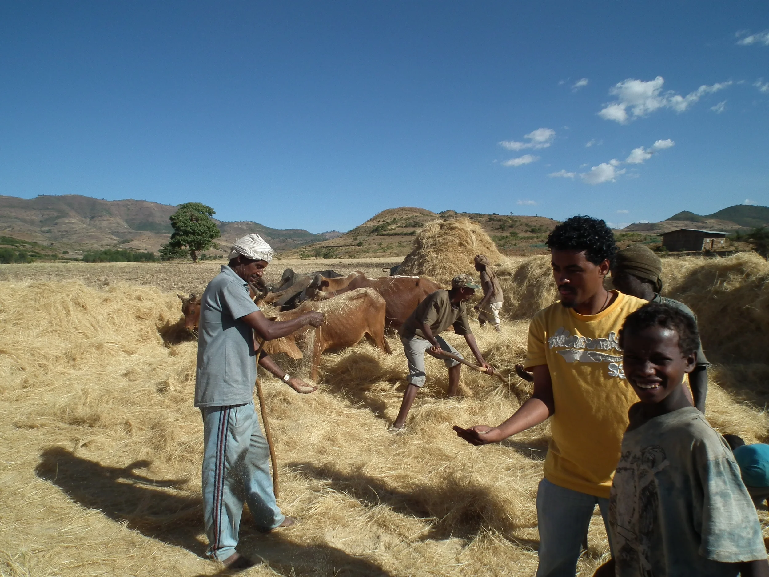 Threshing Tef