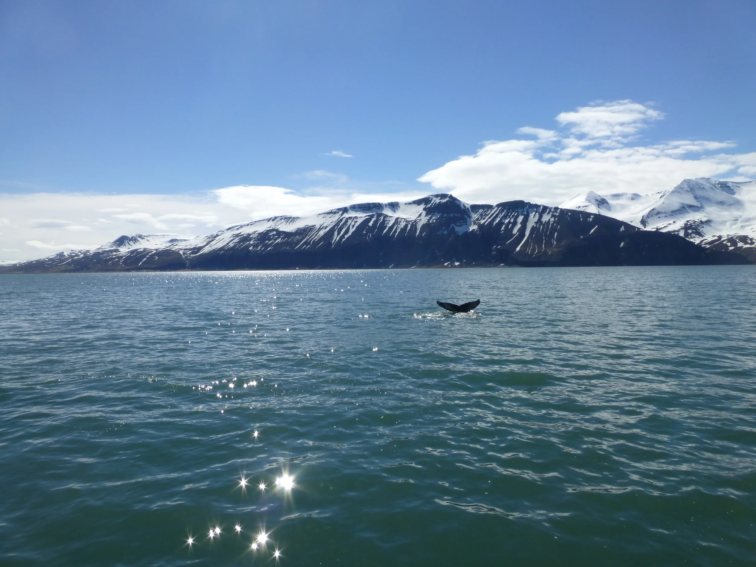 yes, its a whale