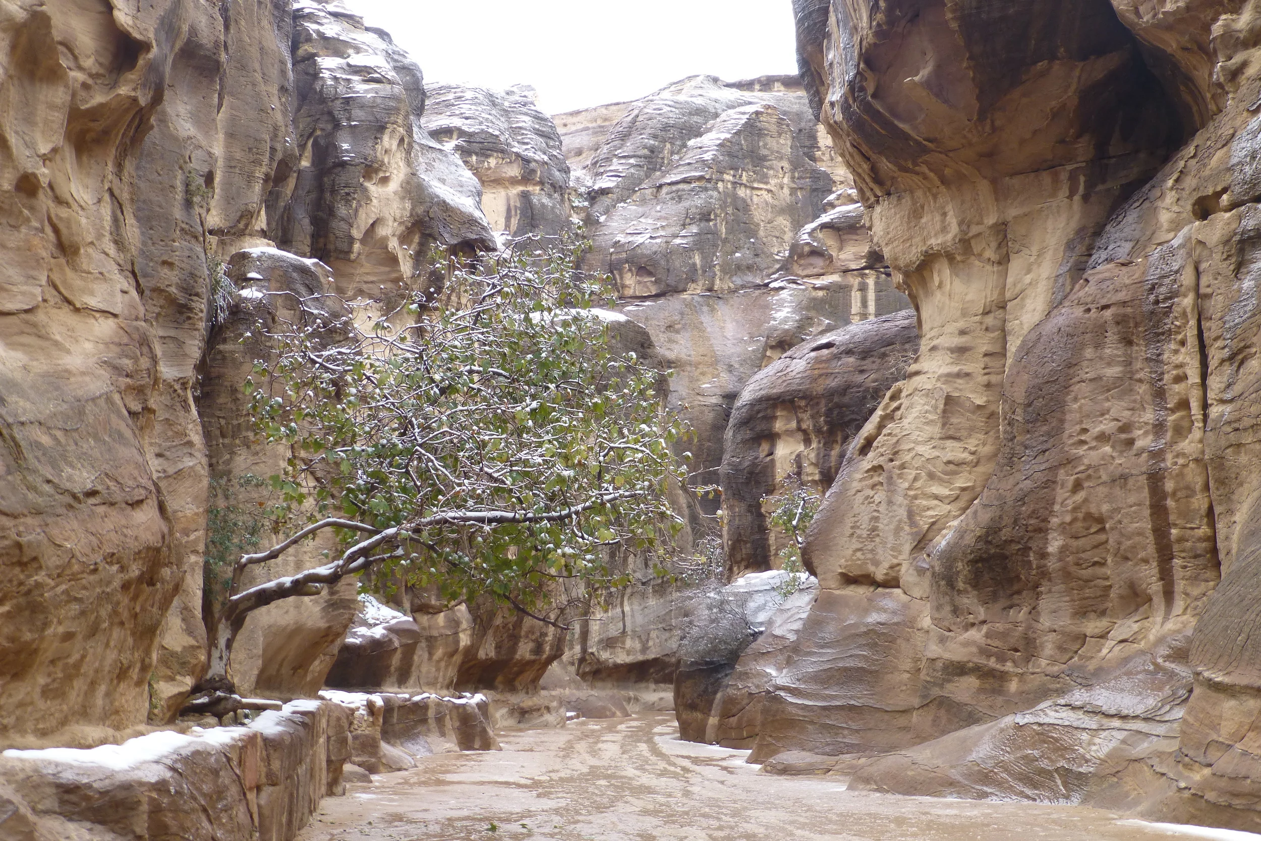 in the siq - the entrance to petra