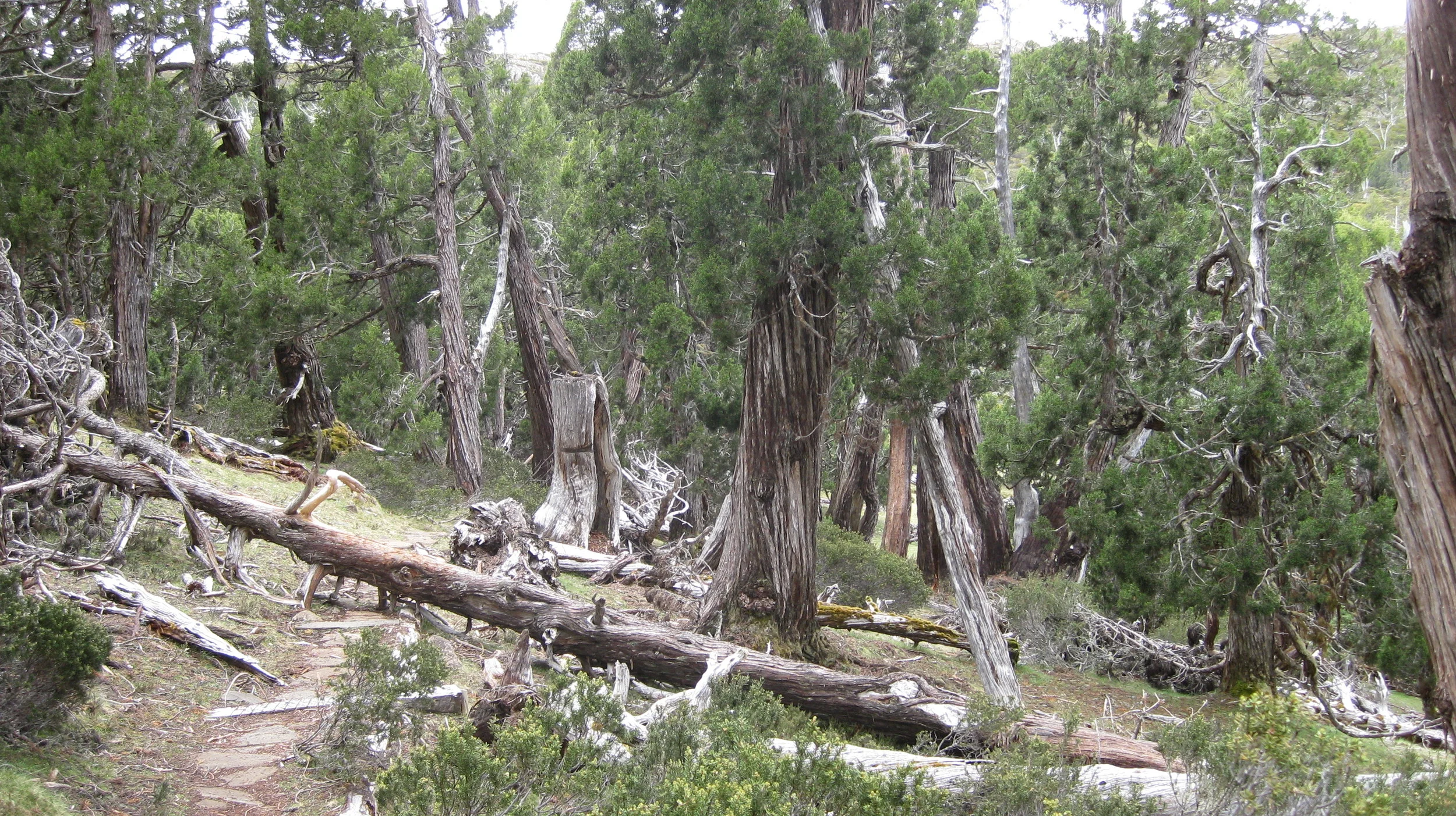 pencil pine forest on track to dixons kingdom