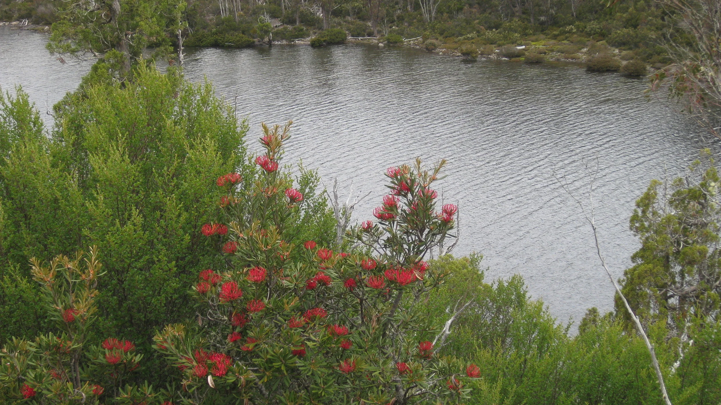 Tasmanian waratahs western end balls lake