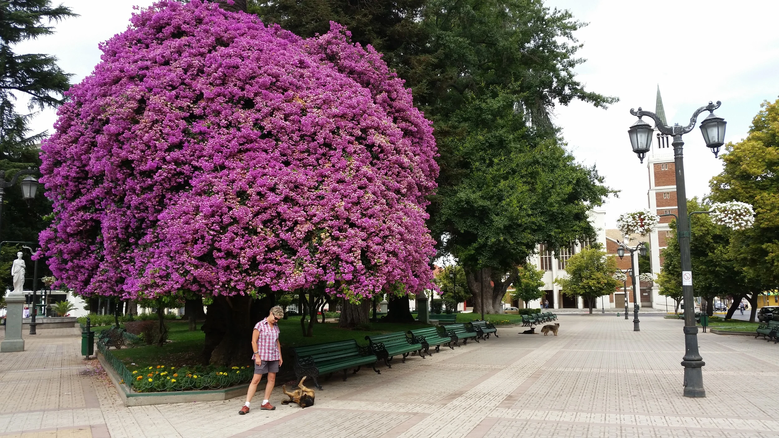 Huge bougainvillea, Plaza de Armas, Talca