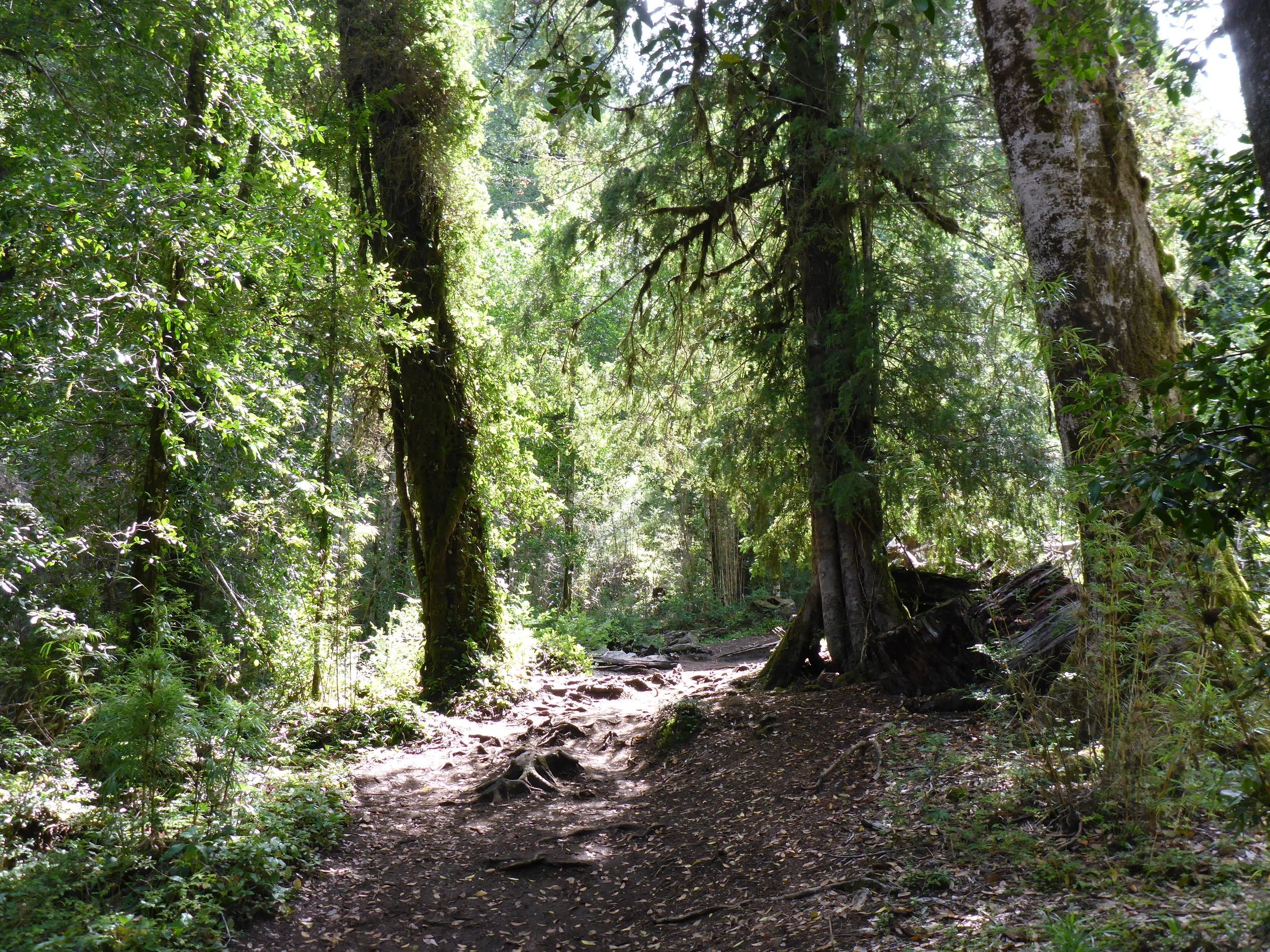 The track - before it got steep.