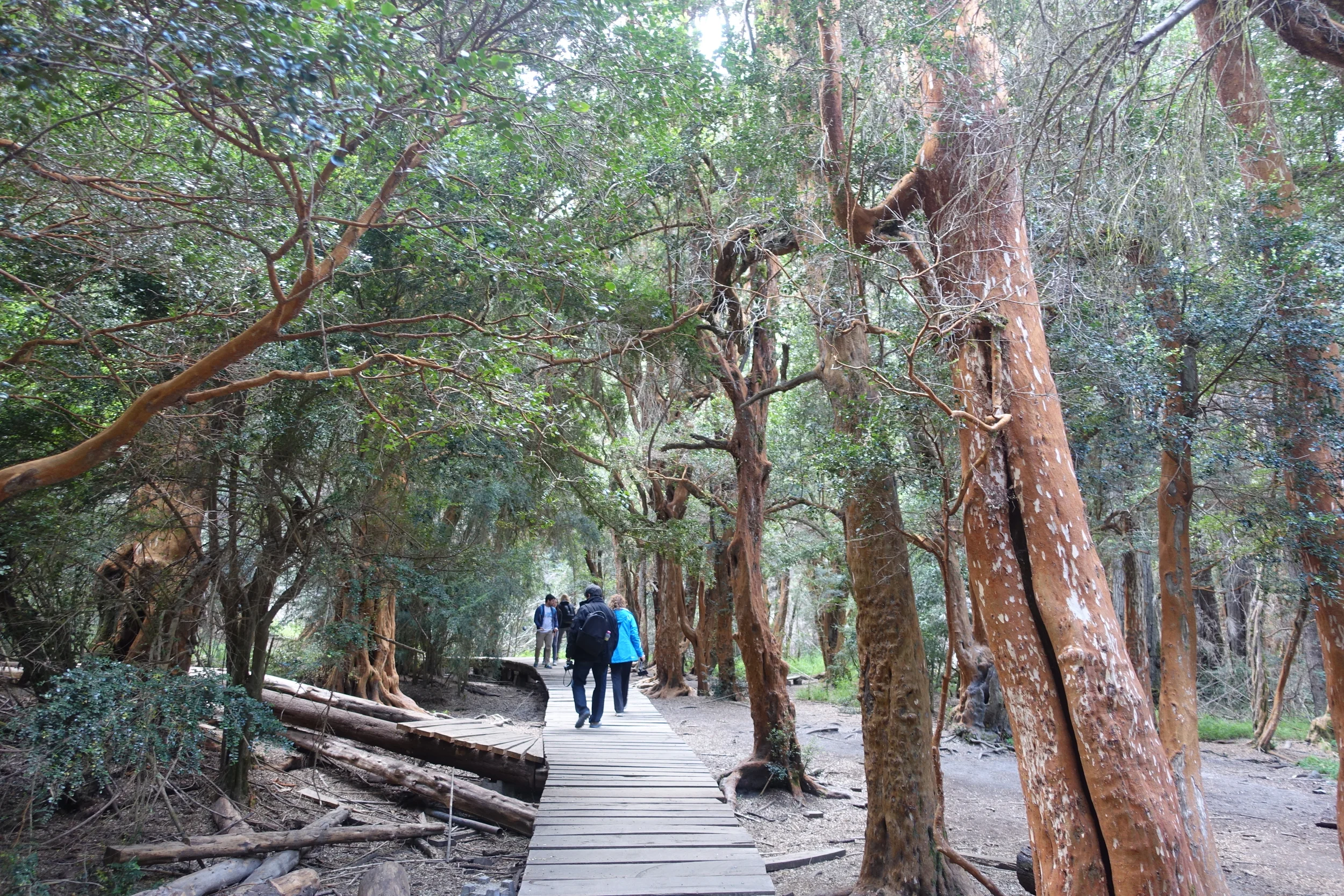 Arrayan Forest