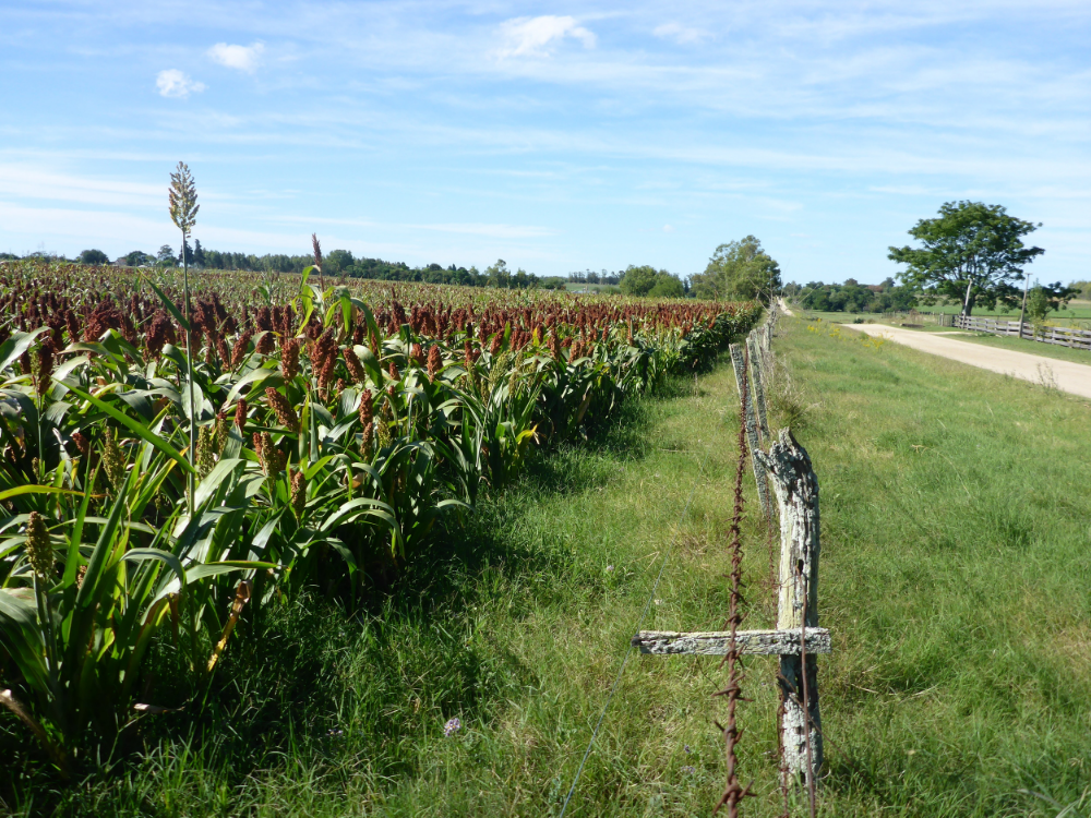 sorghum fields near Valdense
