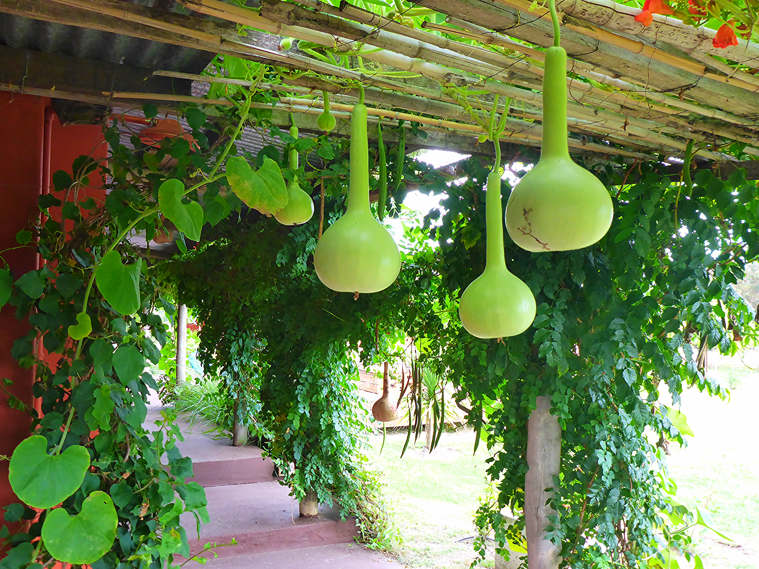 mate gourds, el galope