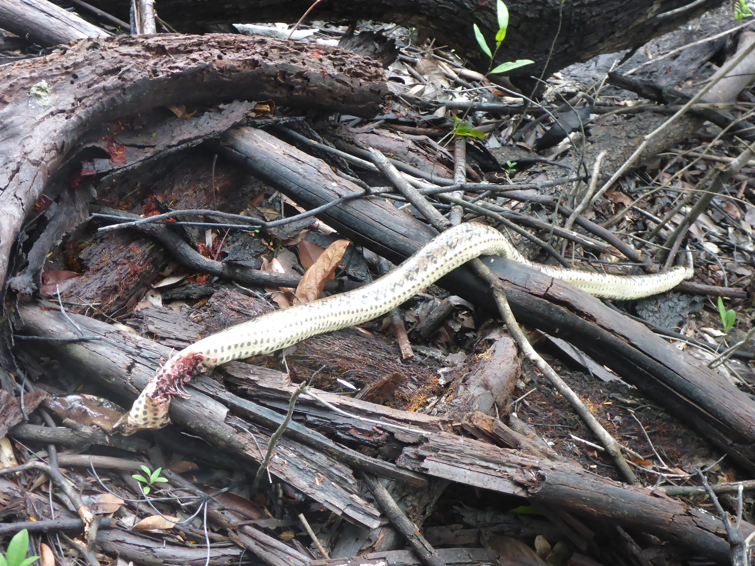 the dead anacondaa