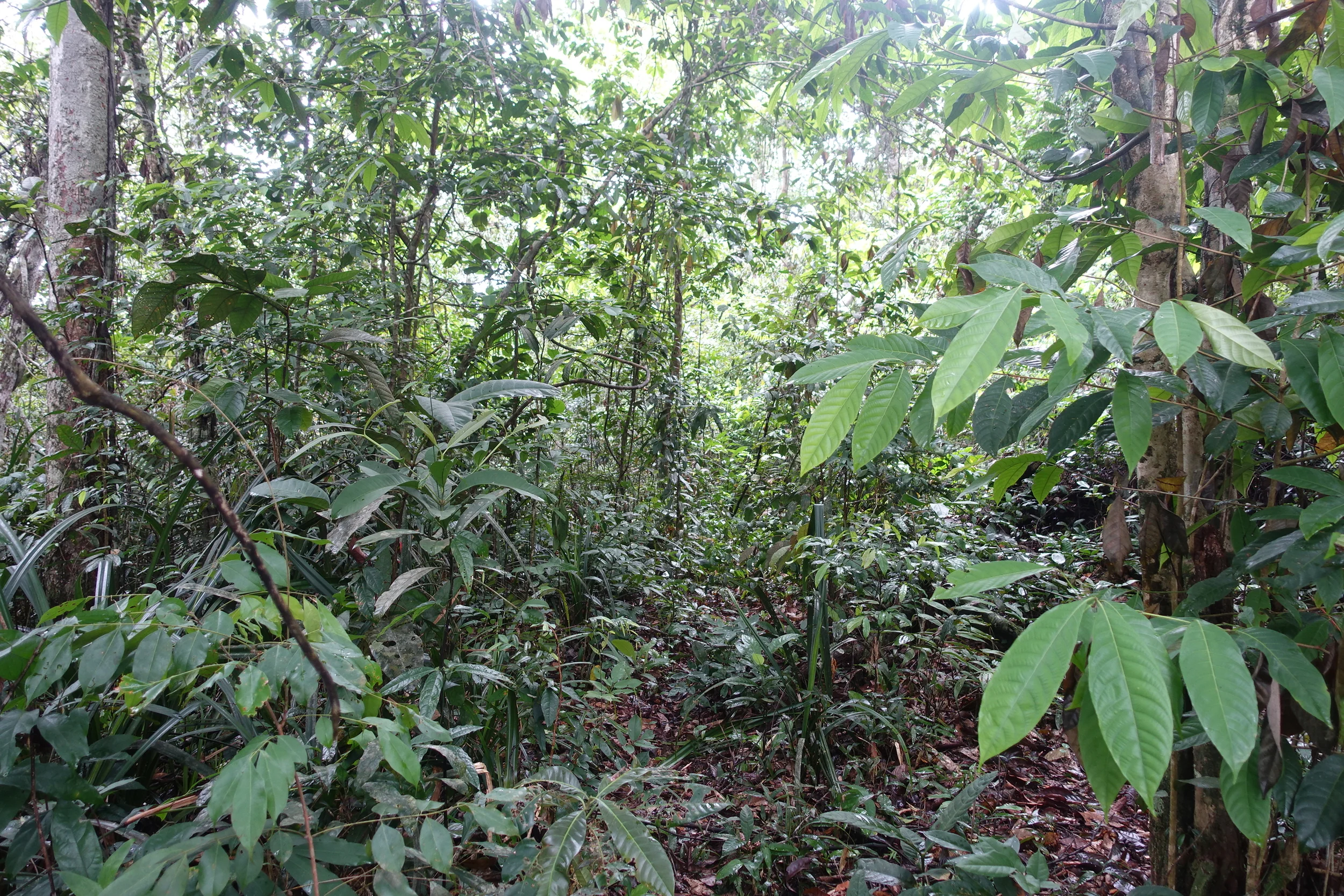 the jungle is thick and if you don't know what you're doing you will easily get lost