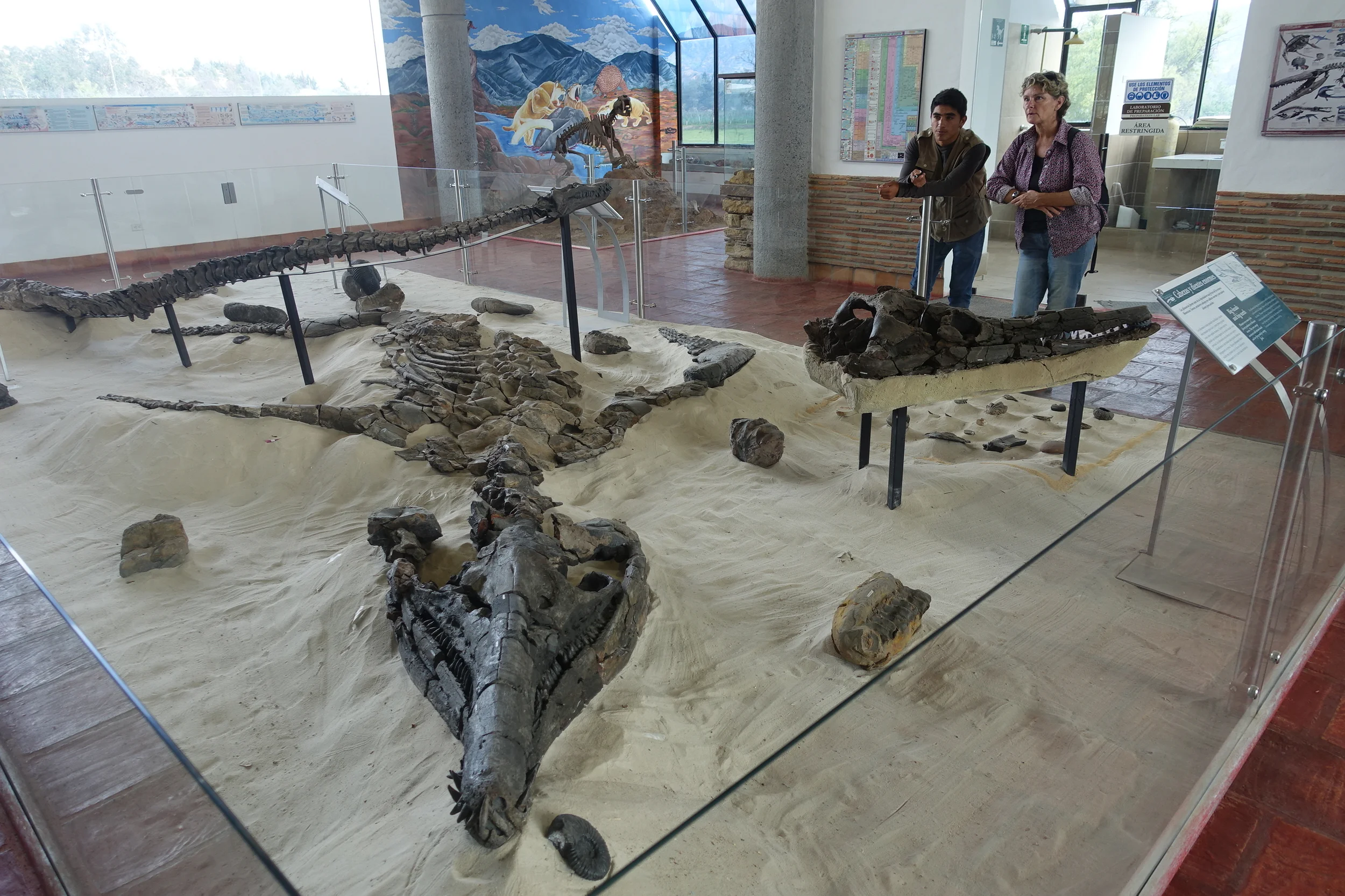 Displays of fossils found in the region around villa de leyva