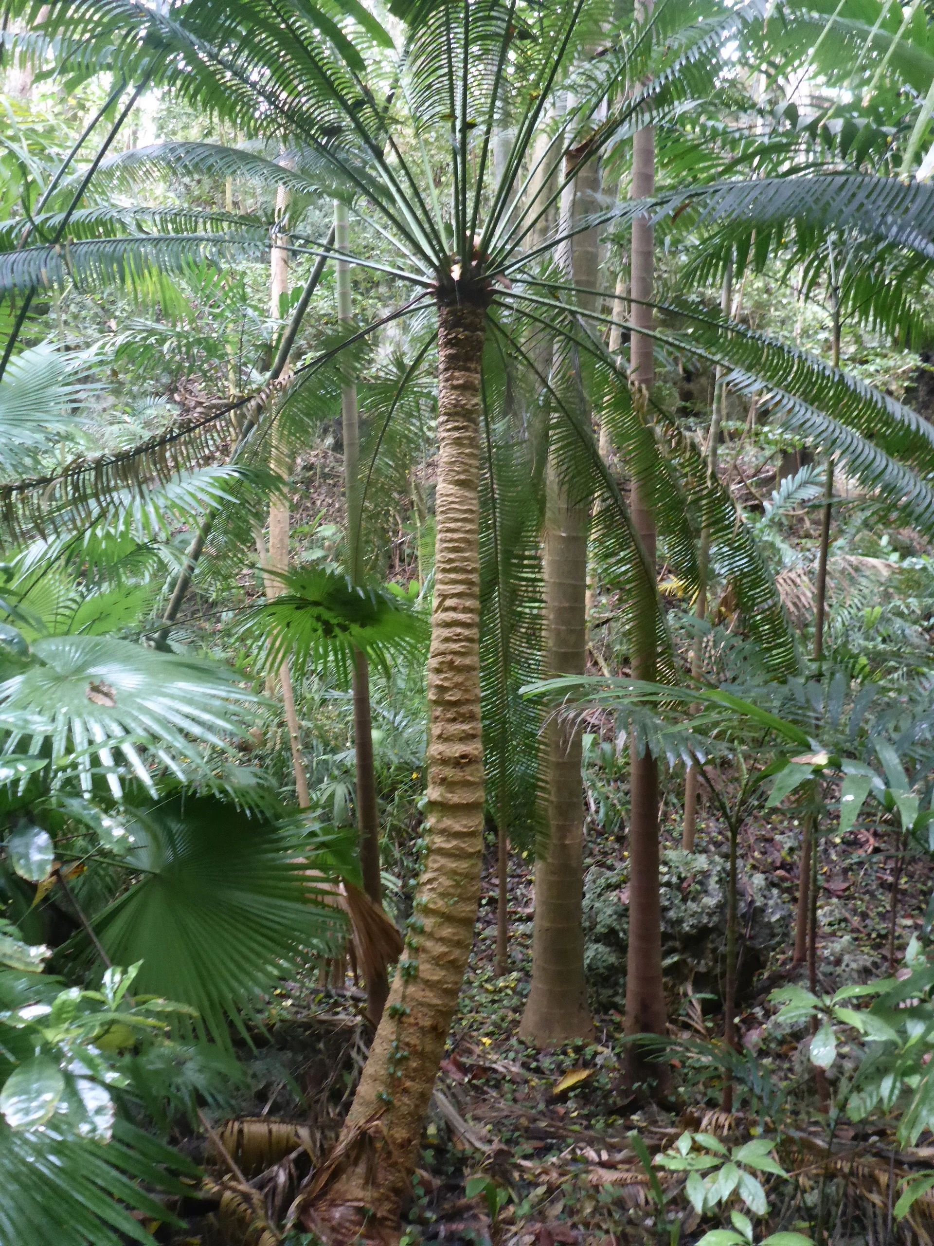 welchman hall gully botanical gardens