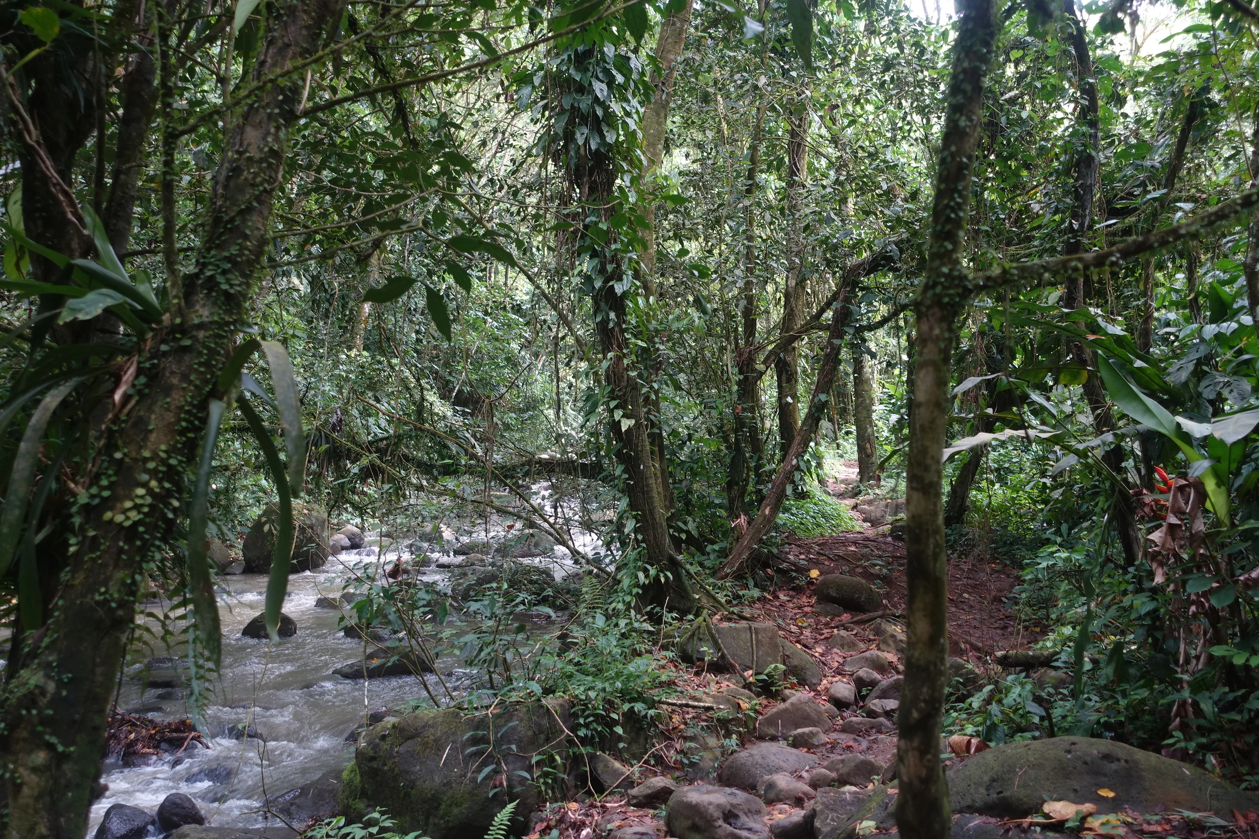 the track to st Margaret's falls