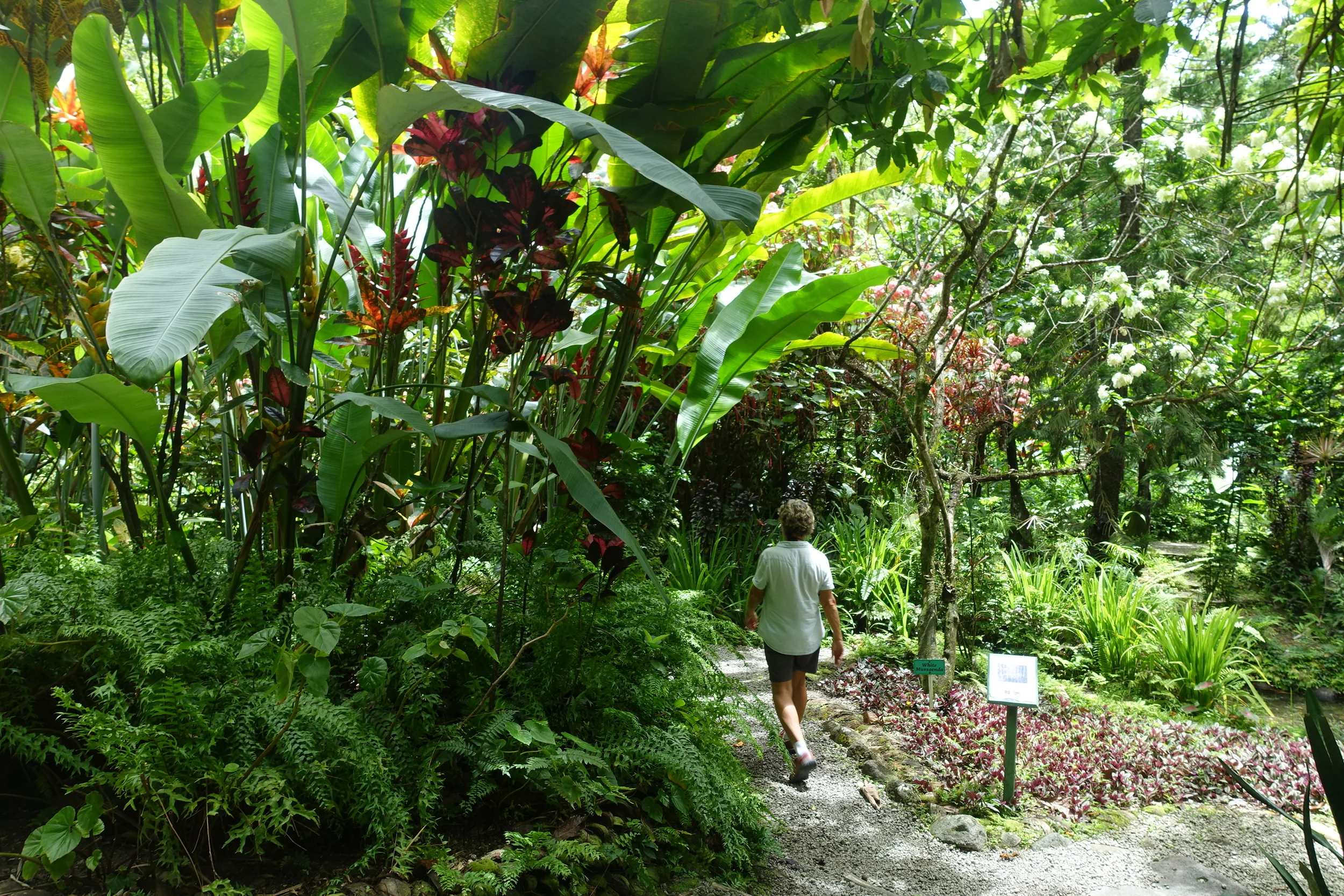 paths through the botanical gardens lead to the falls
