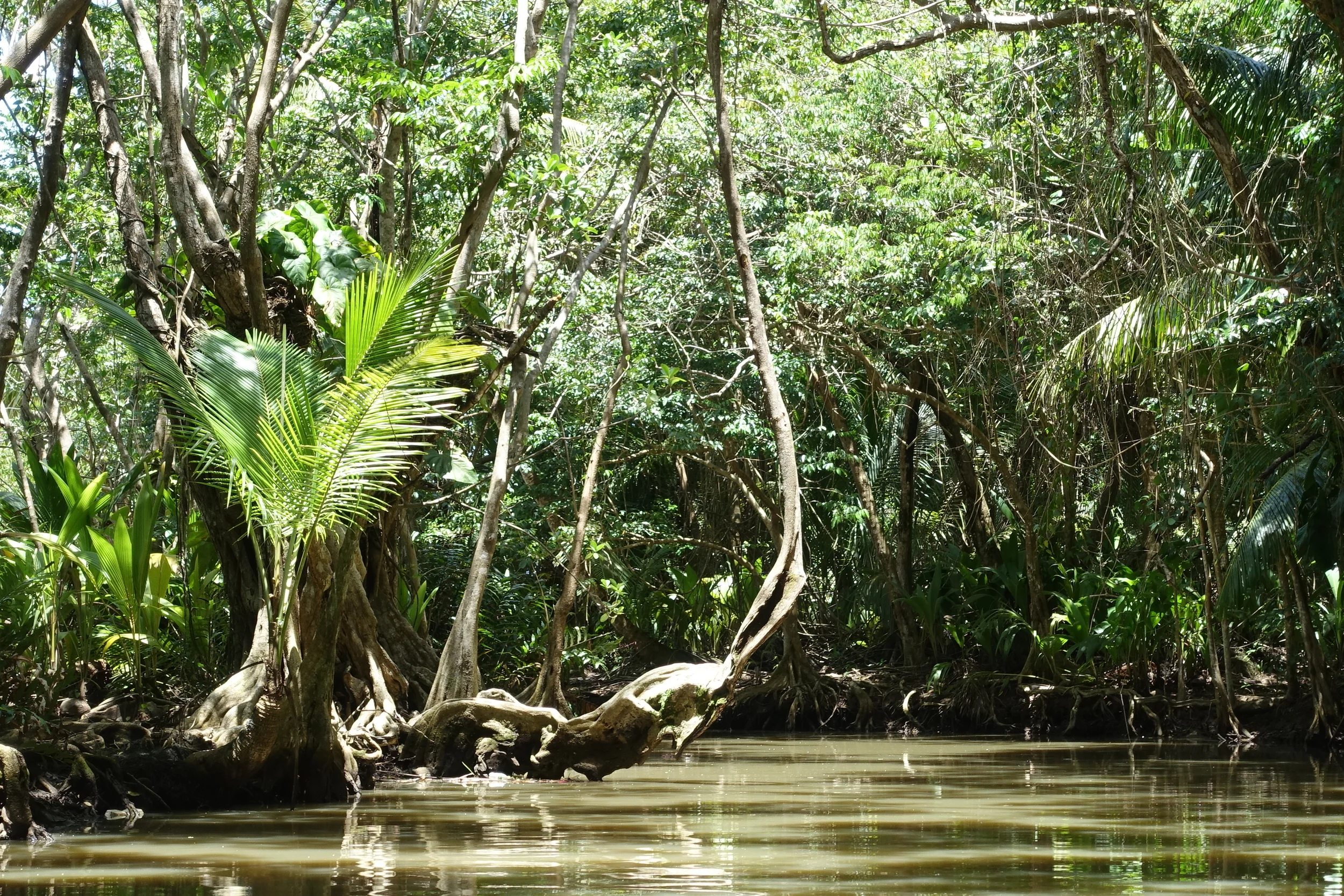 Good Morning, Welcome to Dominica, Nature Isle