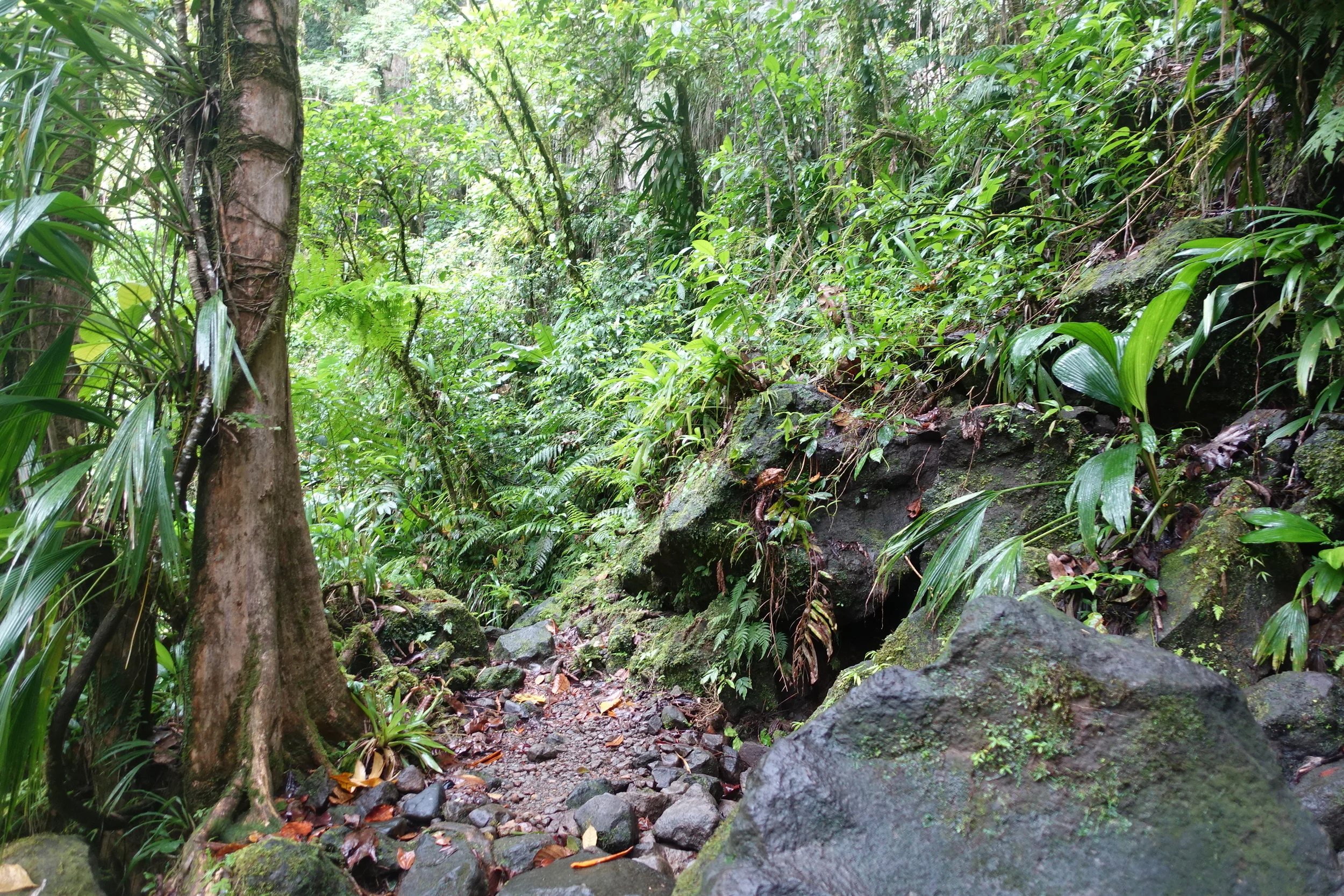 dominica - nature isle