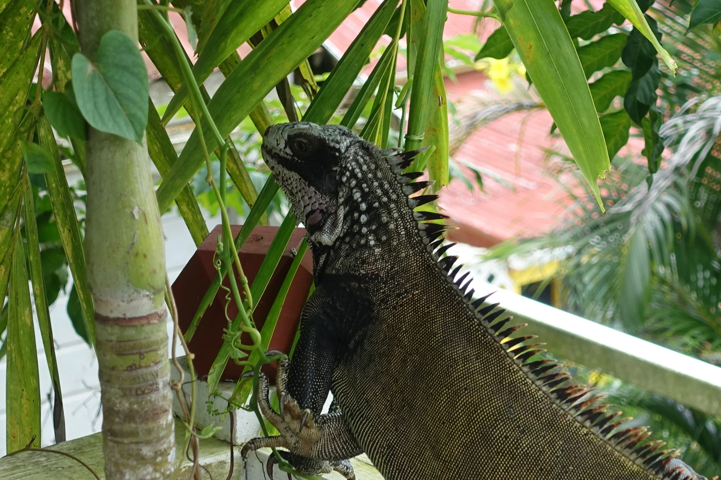 Saba's Mount Scenery Trek: the Highest Point in the Netherlands 